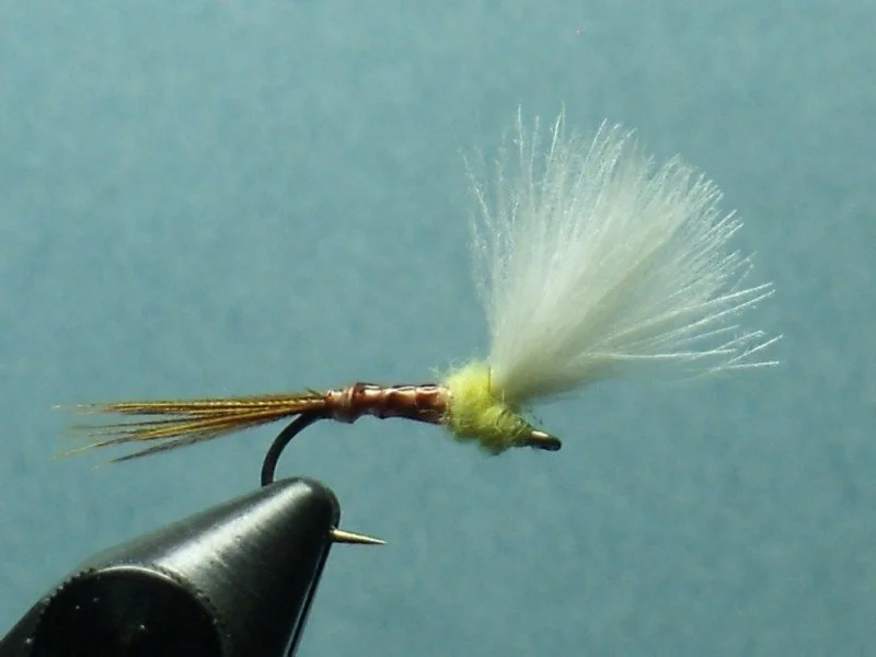 Close-up view of a fishing fly with a brown body, tail, and fluffy white wing, mounted on a hook.