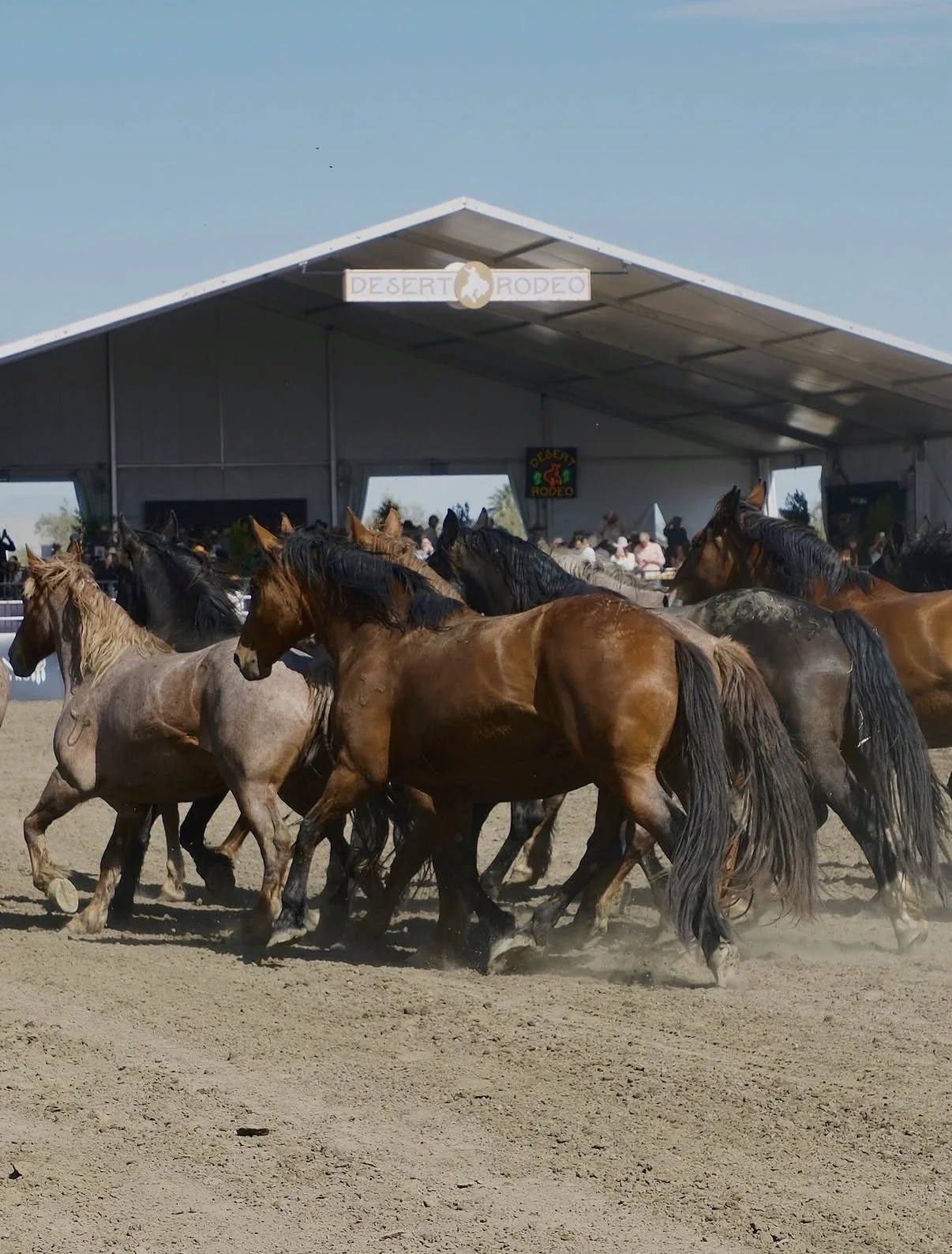 Desert Rodeo 2026 // Photo by Best Events
