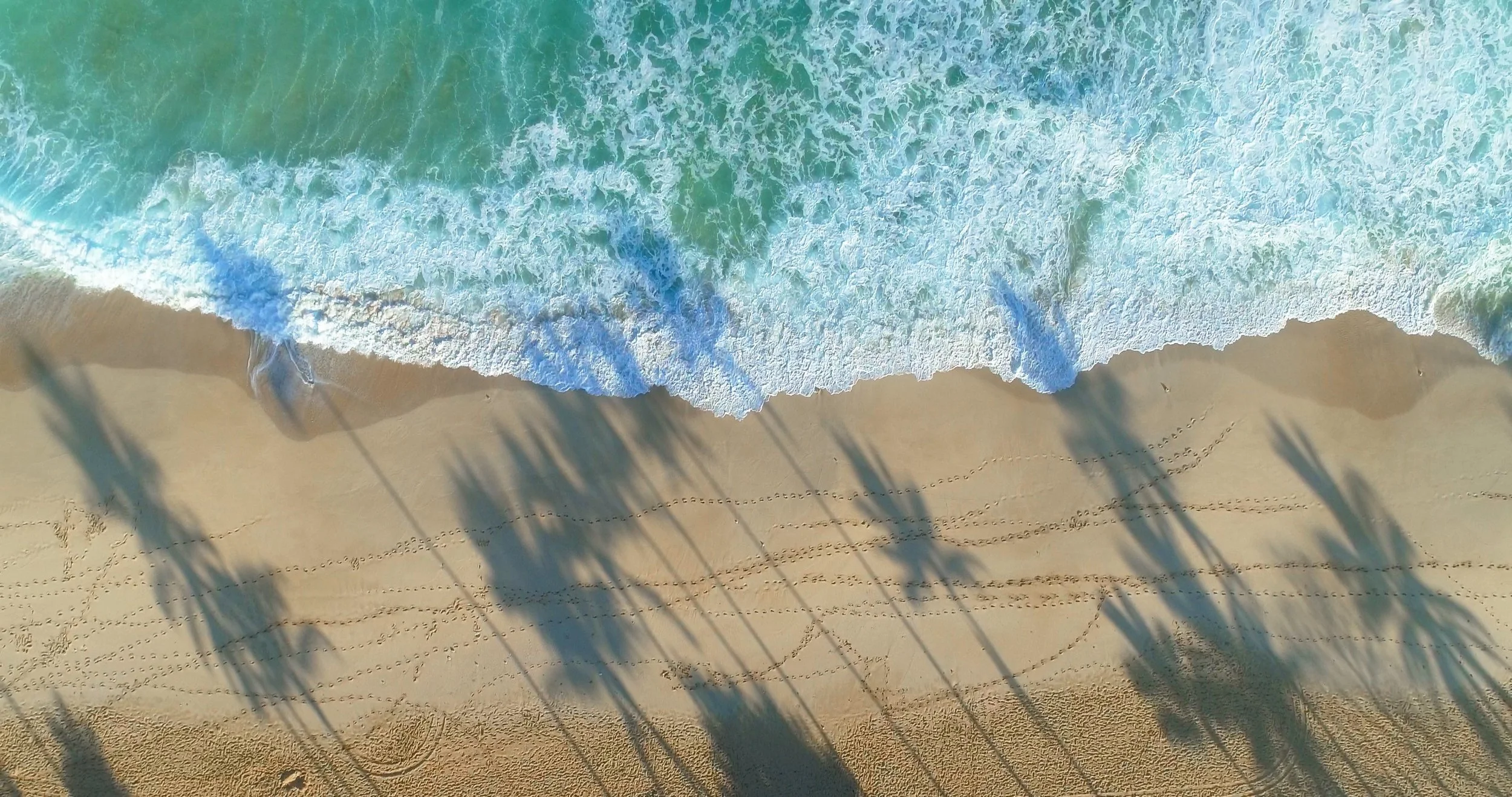 OceanAndPalms copy.jpg