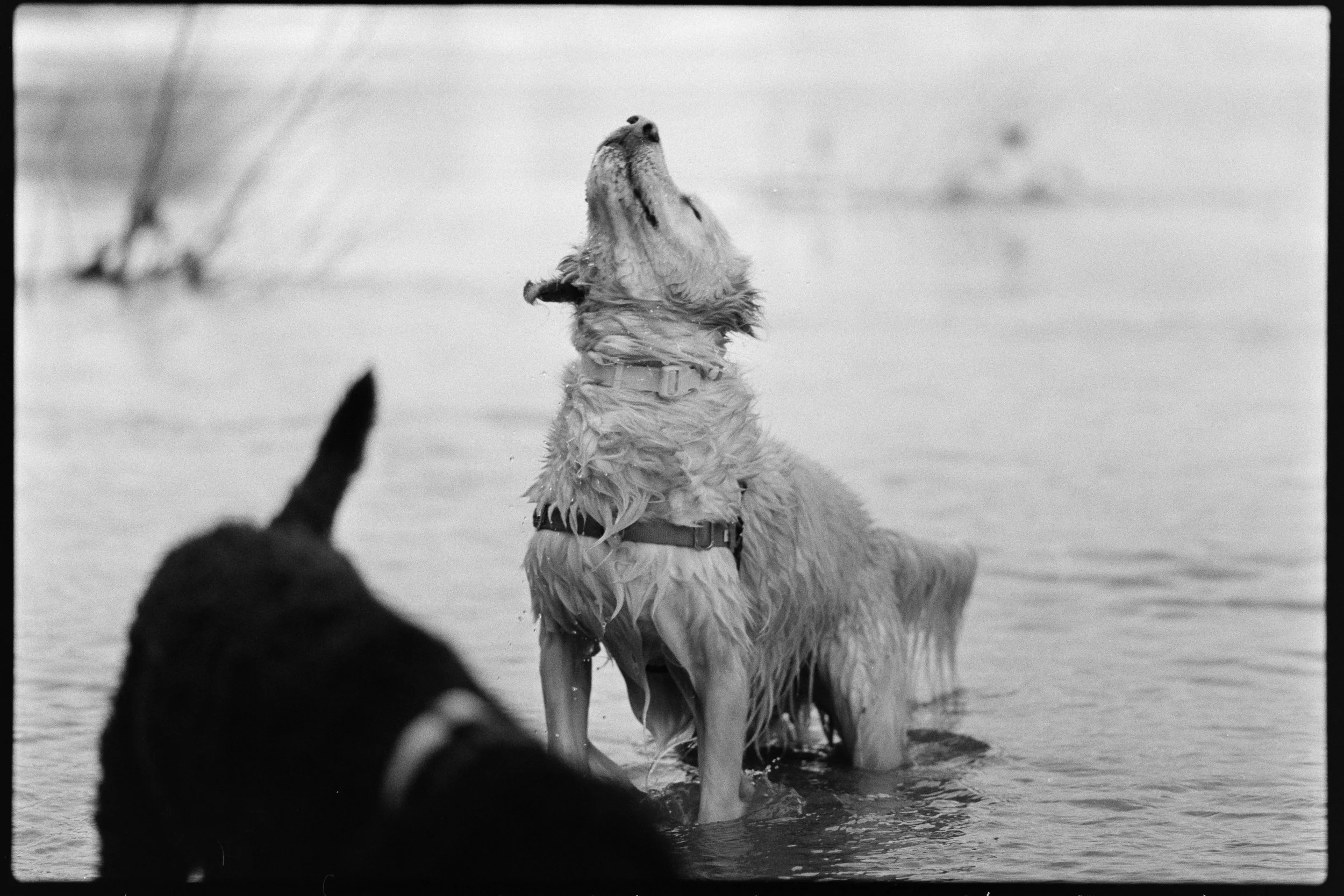 Pet adventure photography on black & white film