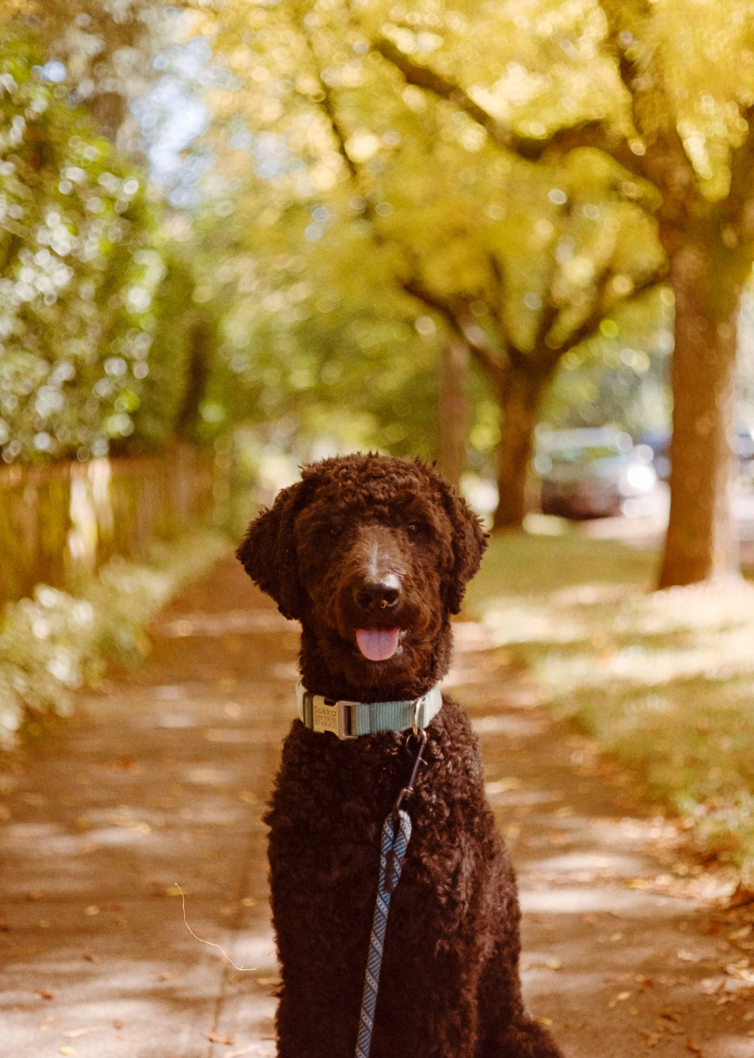 Beautiful pet photography on color film