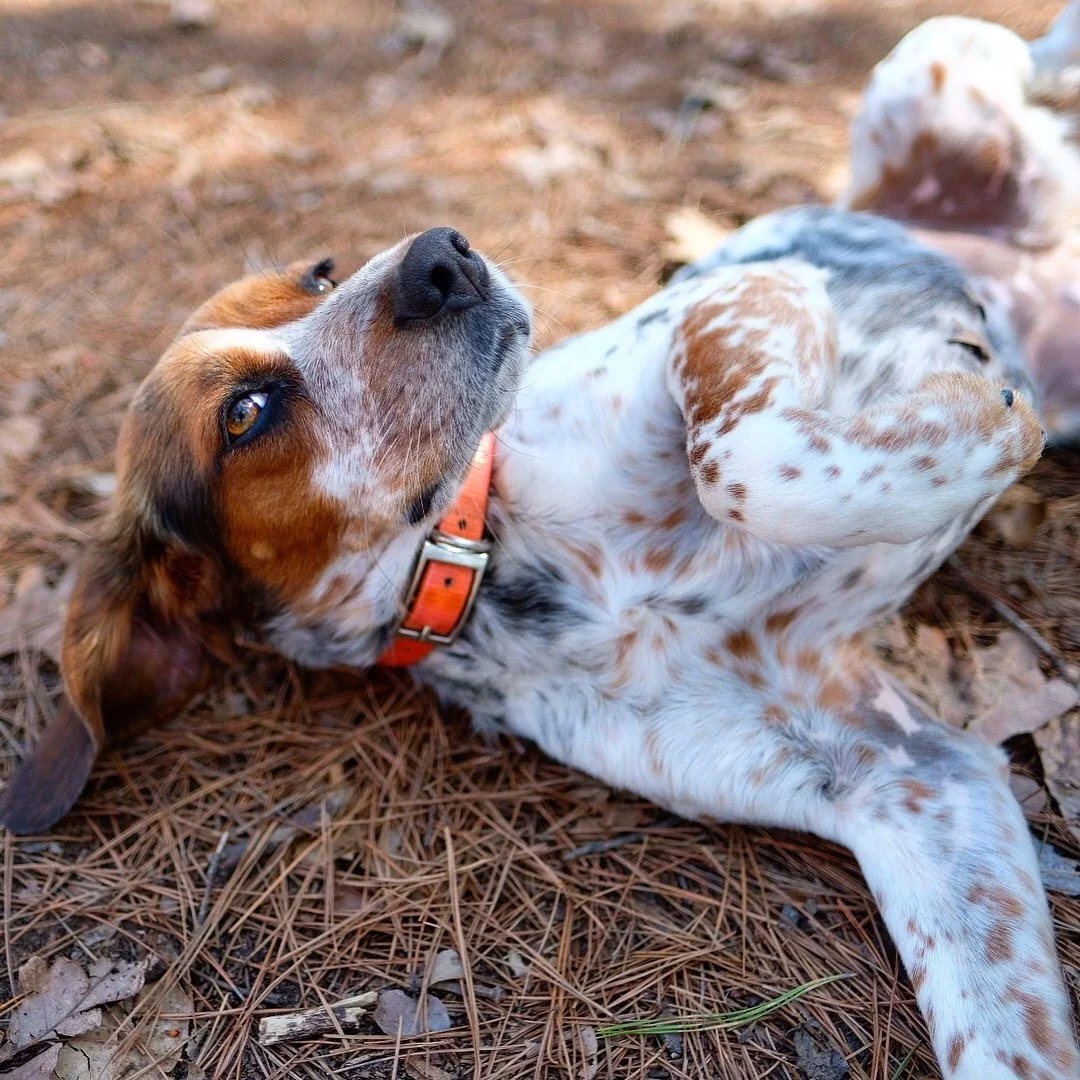 Dynamic pet photography