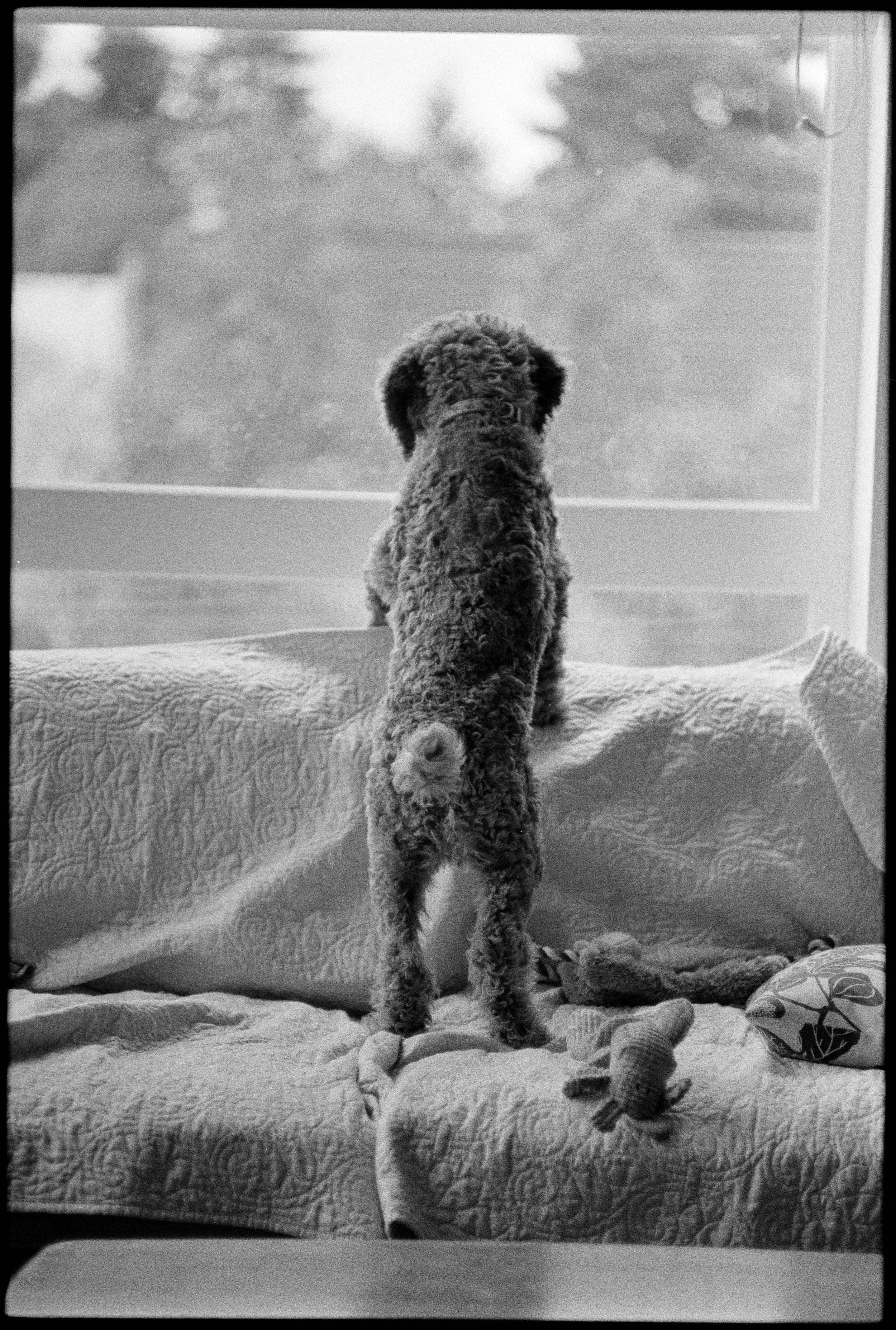 Pet photography on black & white film
