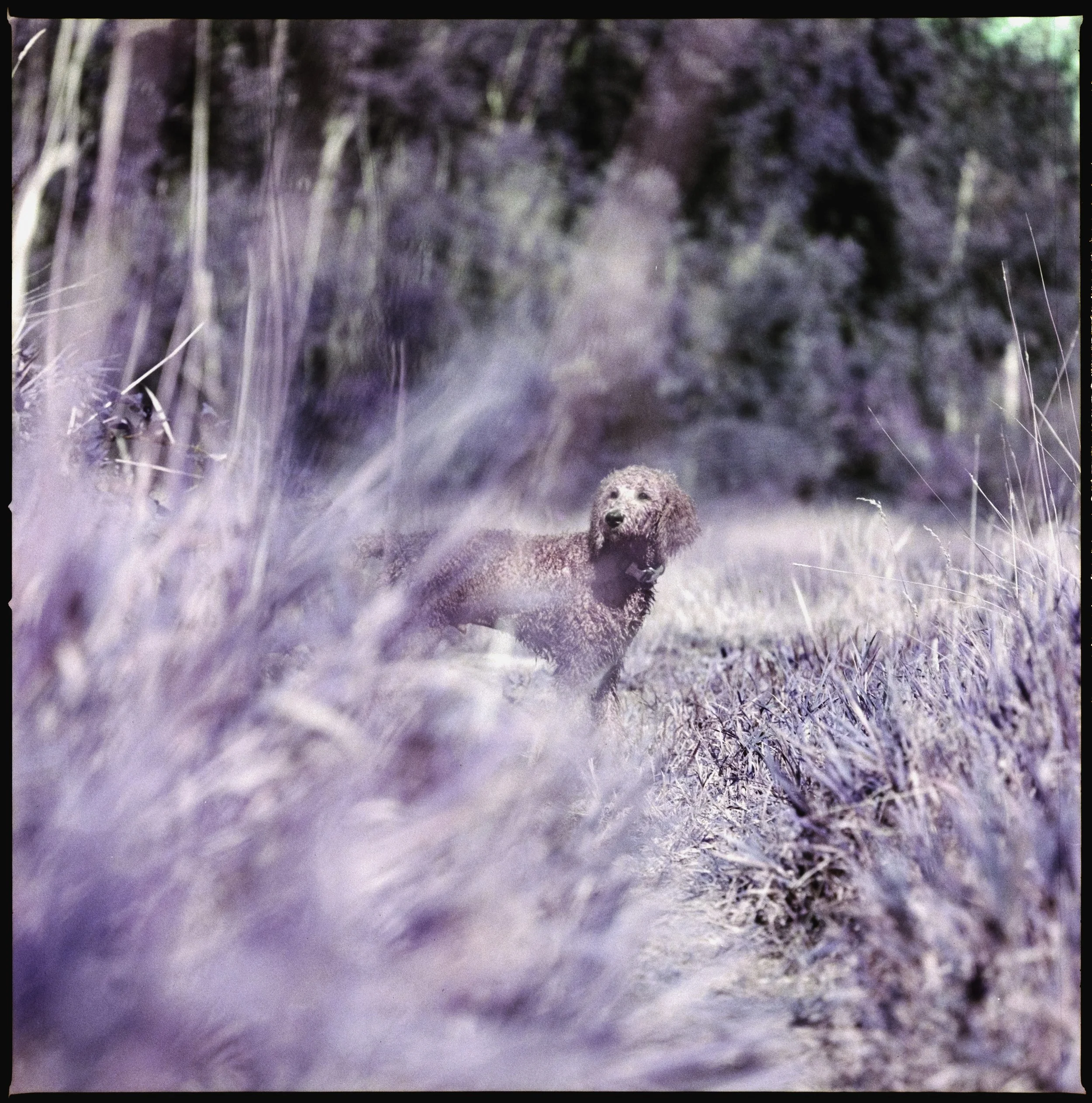 Pet Photography on experimental film - Lomo Purple