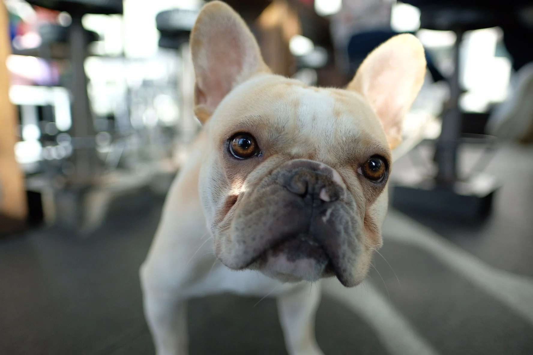 Dynamic pet photography