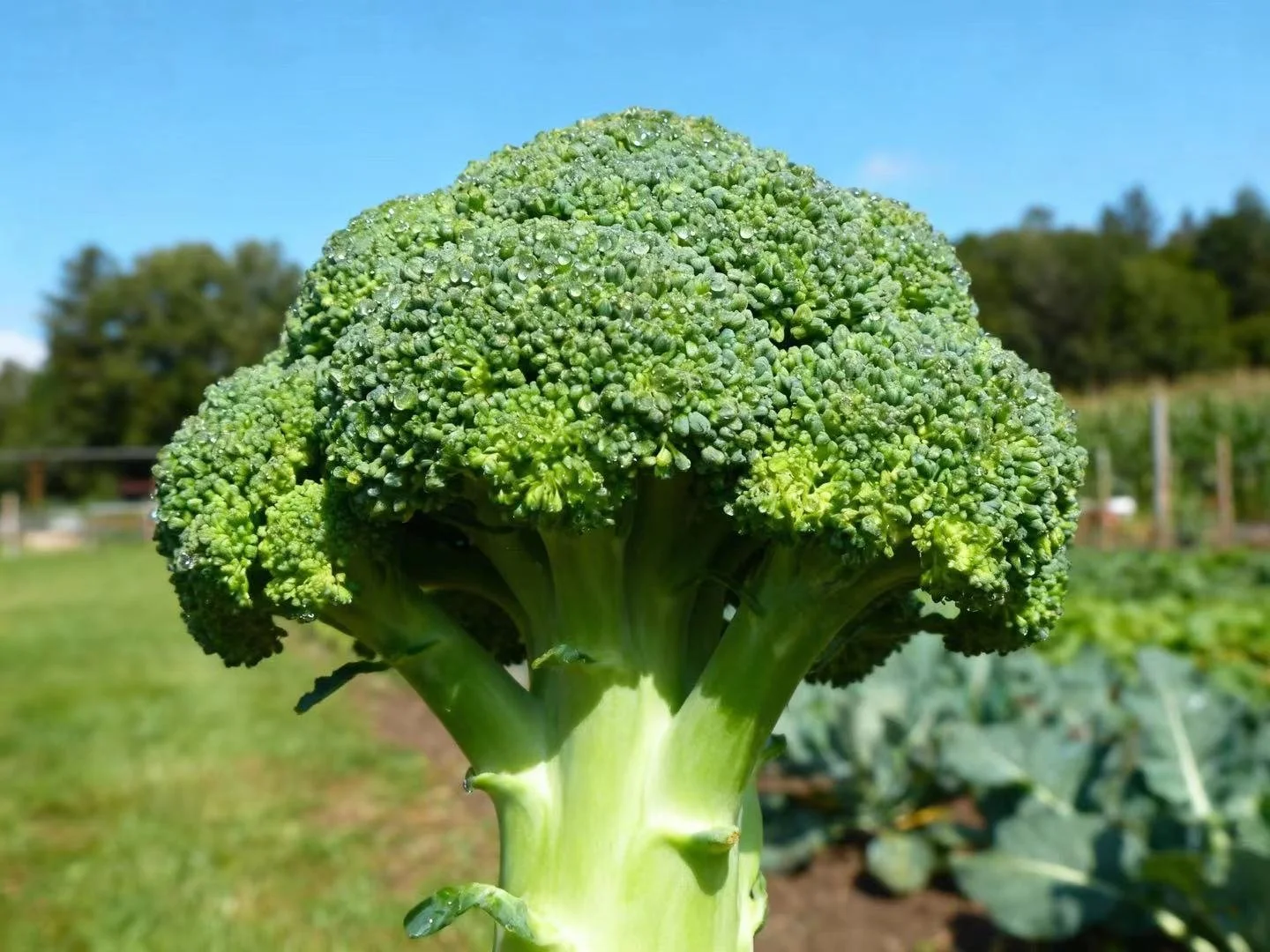 Steamed Organic Broccoli with Local Wagyu Beef or Organic Free-Range Chicken Wing Pieces