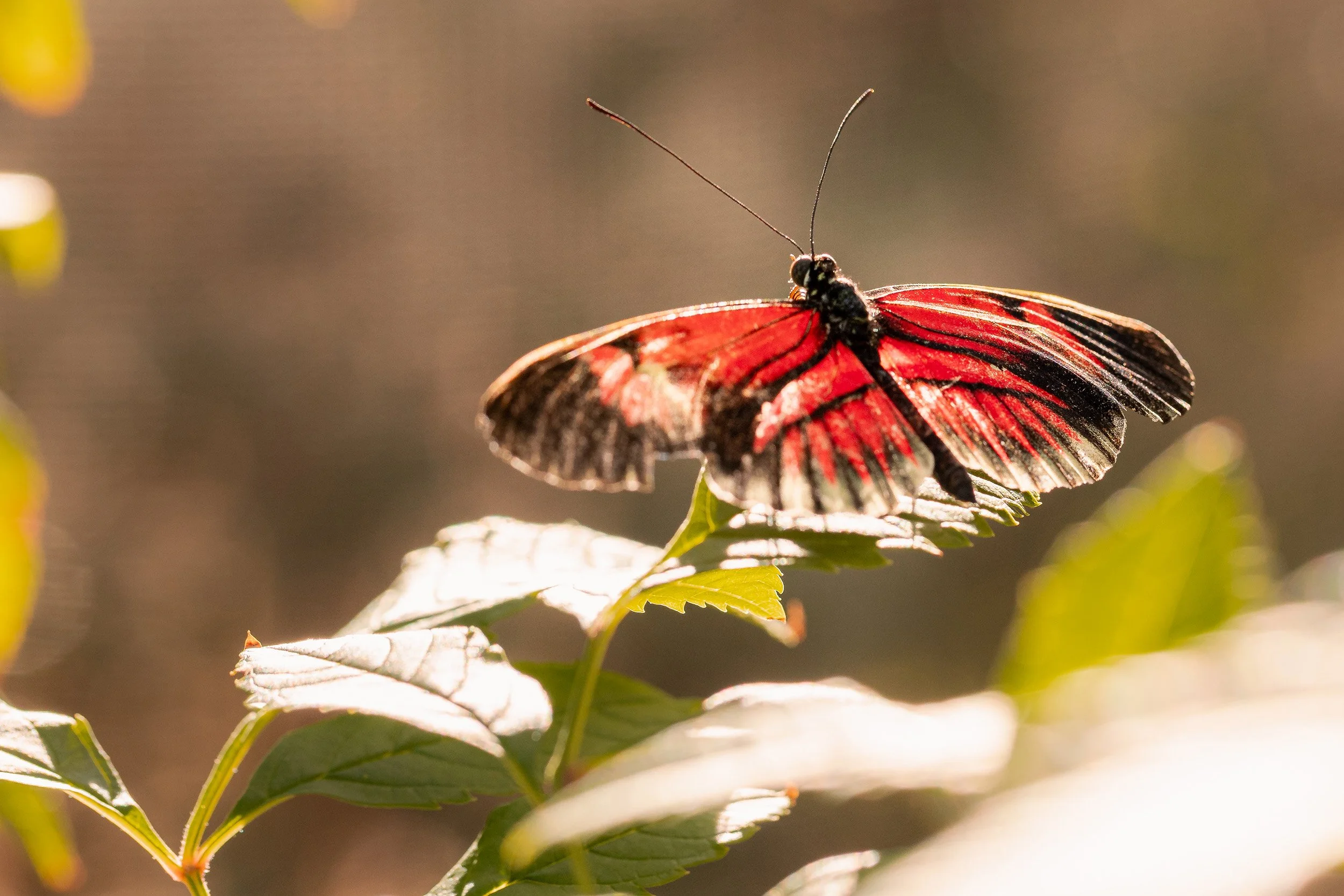 A red and black butterfly perched on a green leaf, backlit by sunlight with a blurry background.