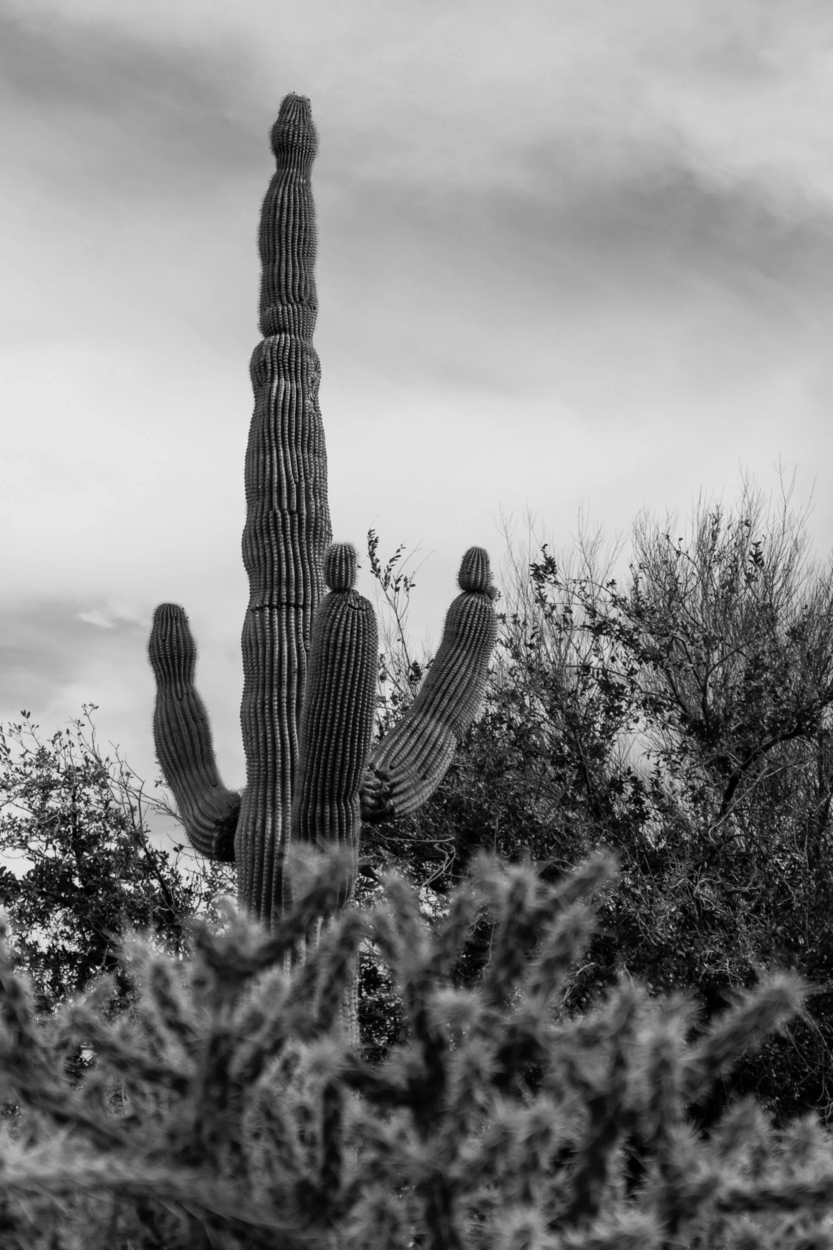 A black and white photo of a tall saguaro cactus with multiple arms, set against a cloudy sky, with desert shrubs in the foreground.
