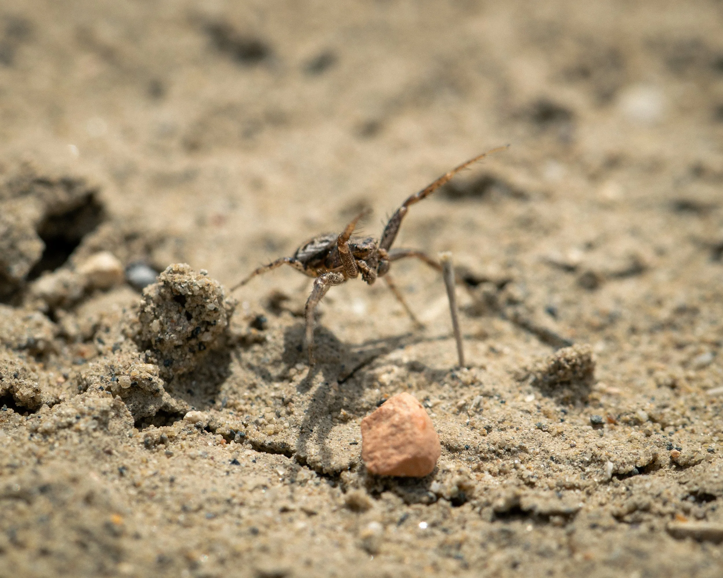 Close-up of a small insect with long legs on sandy ground, with a tiny pinkish rock nearby.