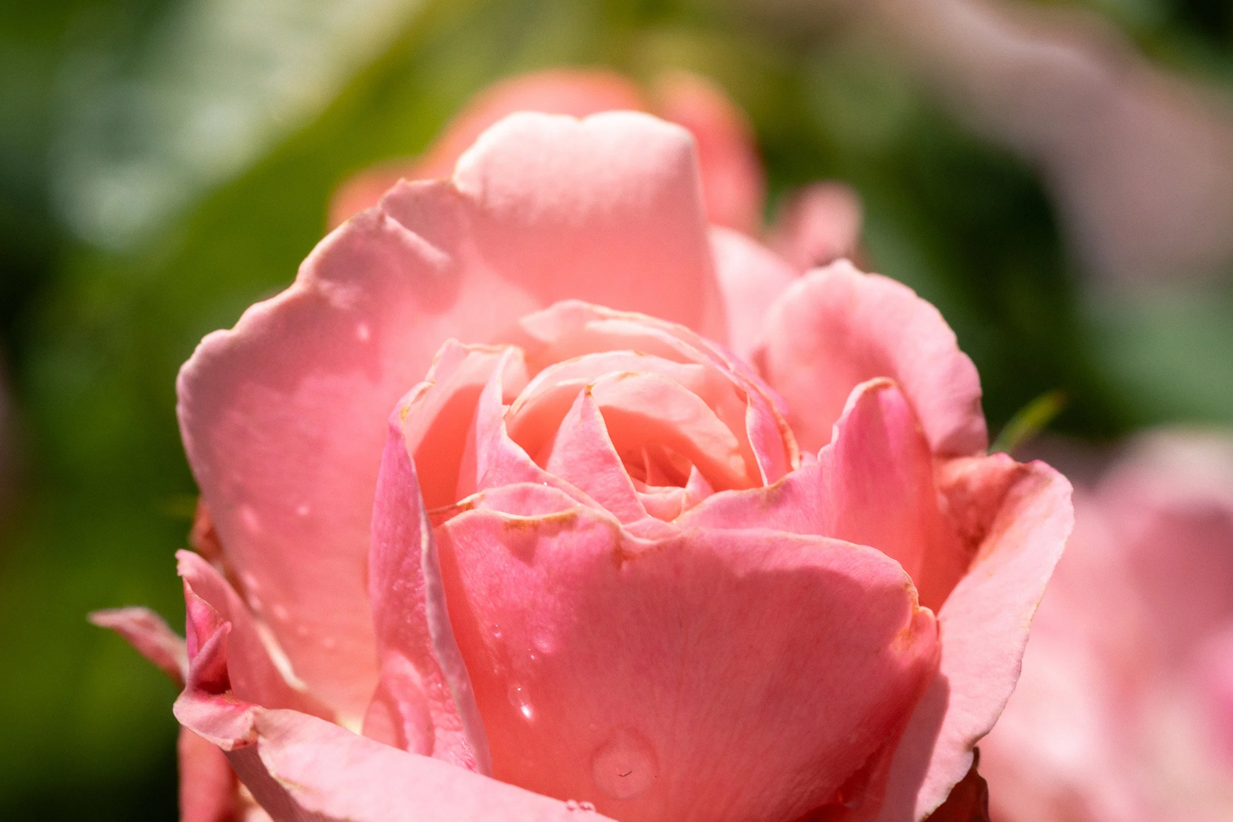 Close-up of a pink rose with dewdrops on its petals, with blurred green background.