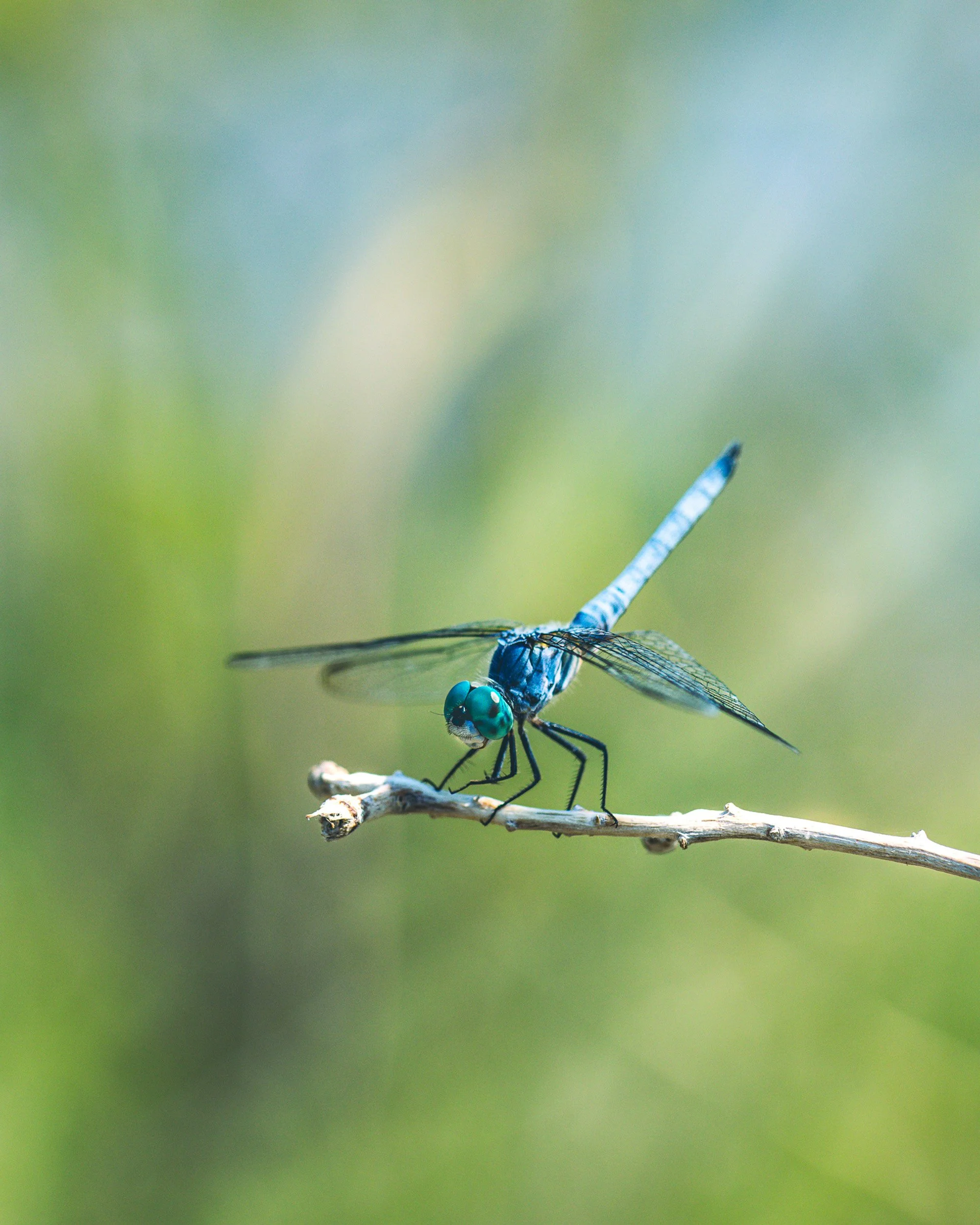 Close-up of a blue dragonfly perched on a thin twig with a blurred green background.