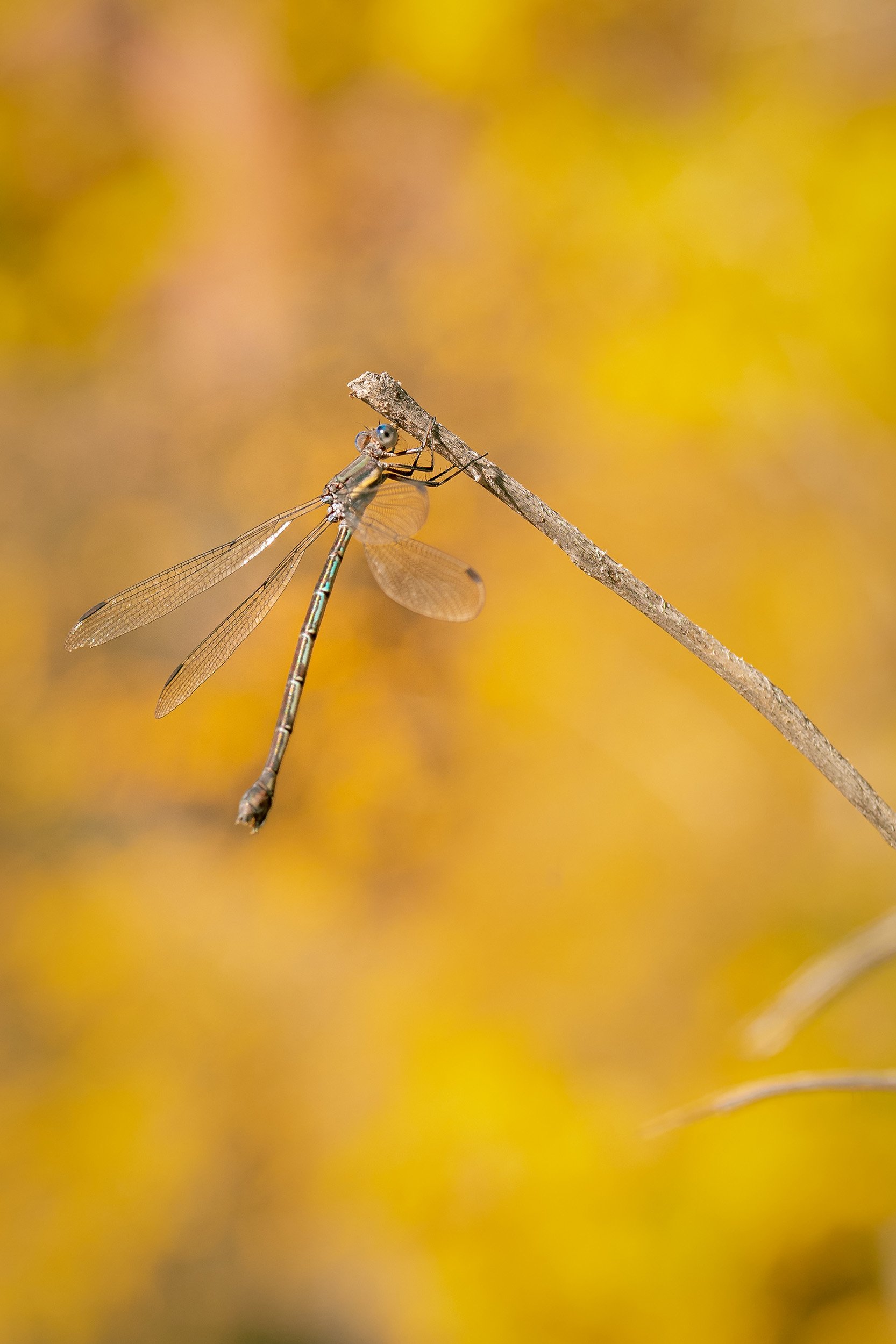 A close-up of a dragonfly perched on a thin branch against a blurred yellow background.