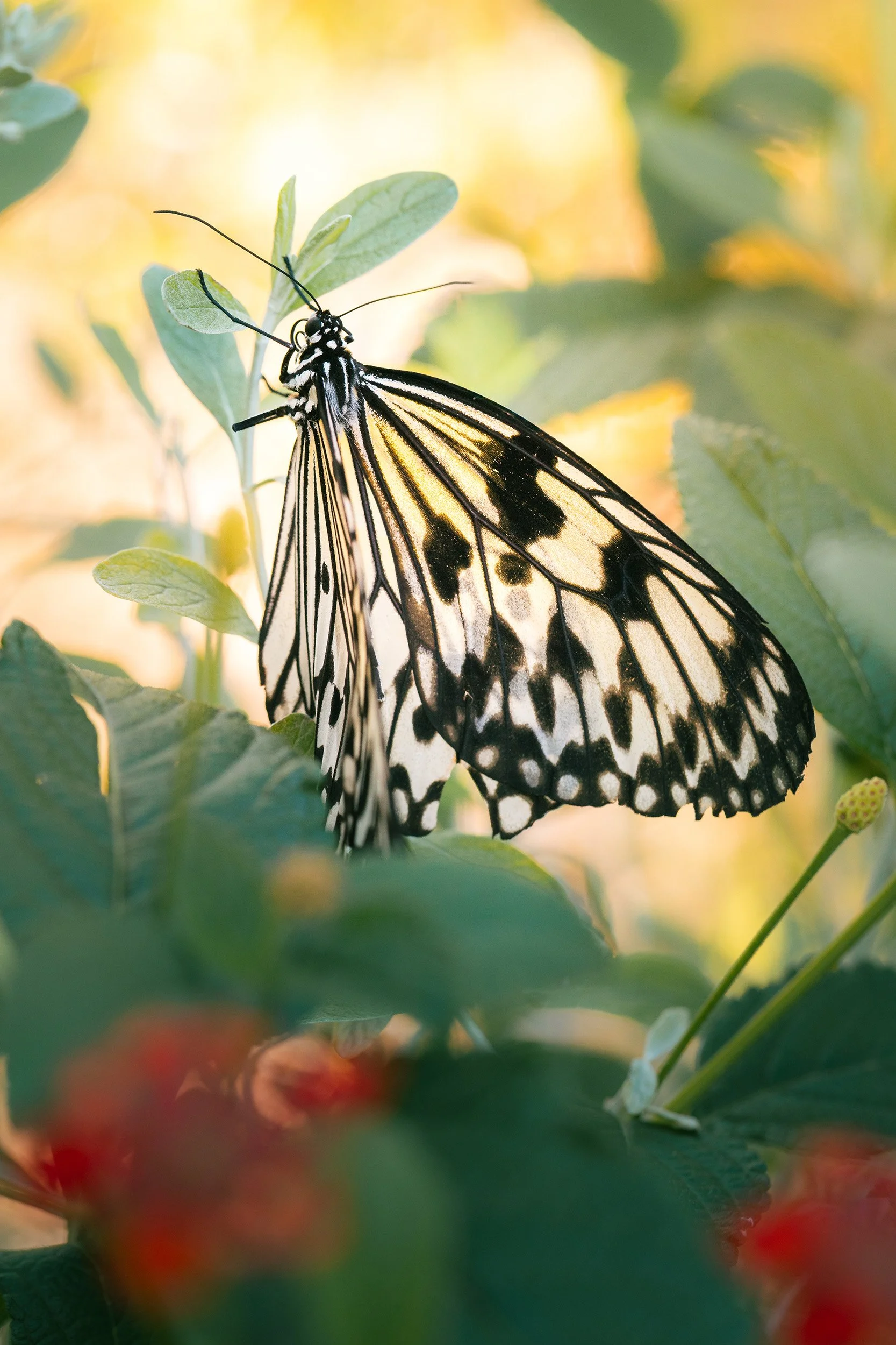 A black and white butterfly perched on a green leaf.