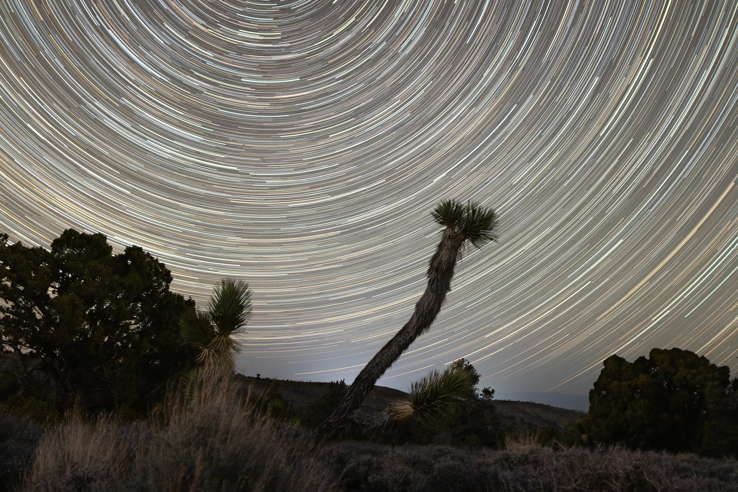Long exposure photo of star trails in the night sky above desert landscape with palm trees and shrubs.