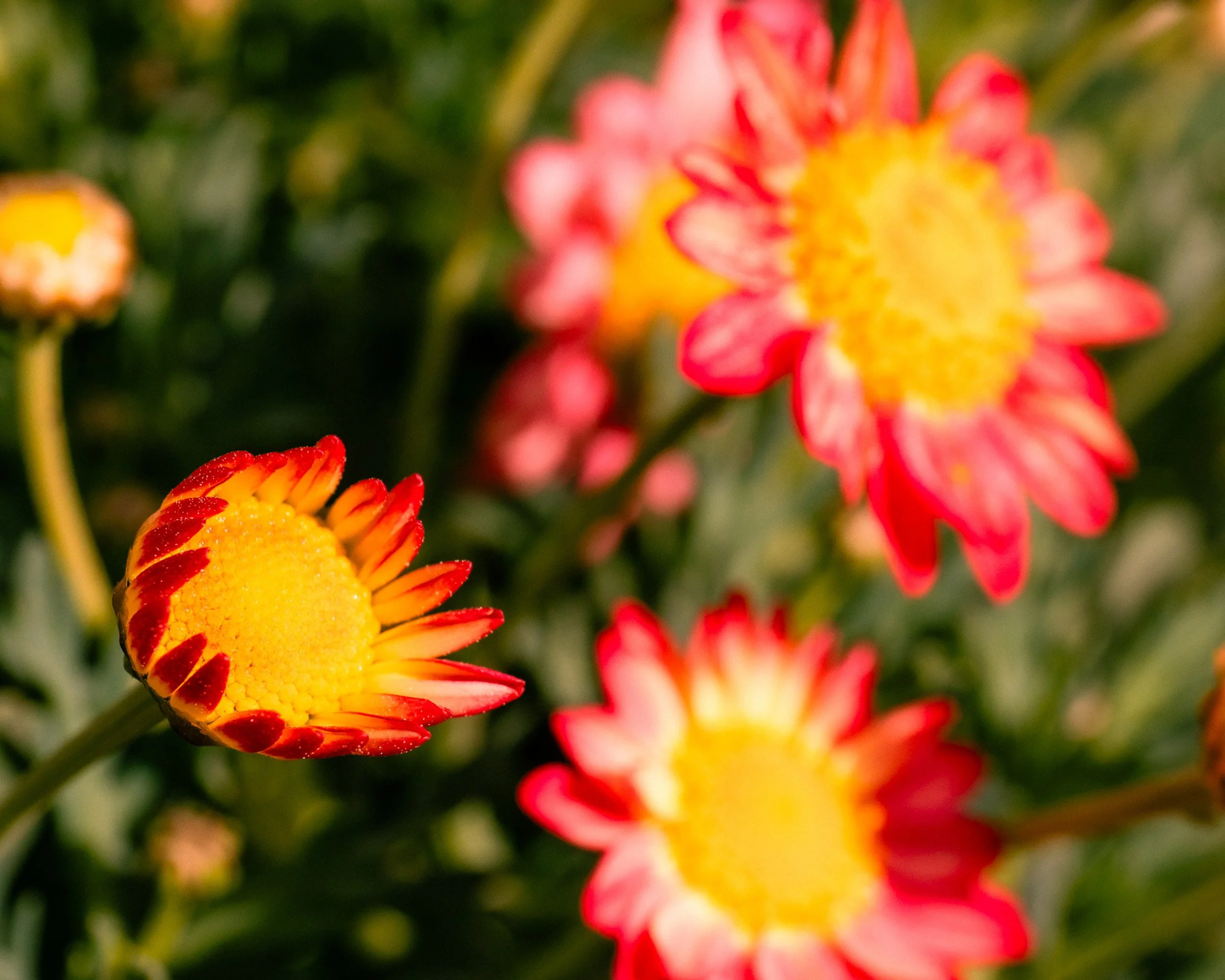 Close-up of bright pink and yellow flowers with green foliage background.
