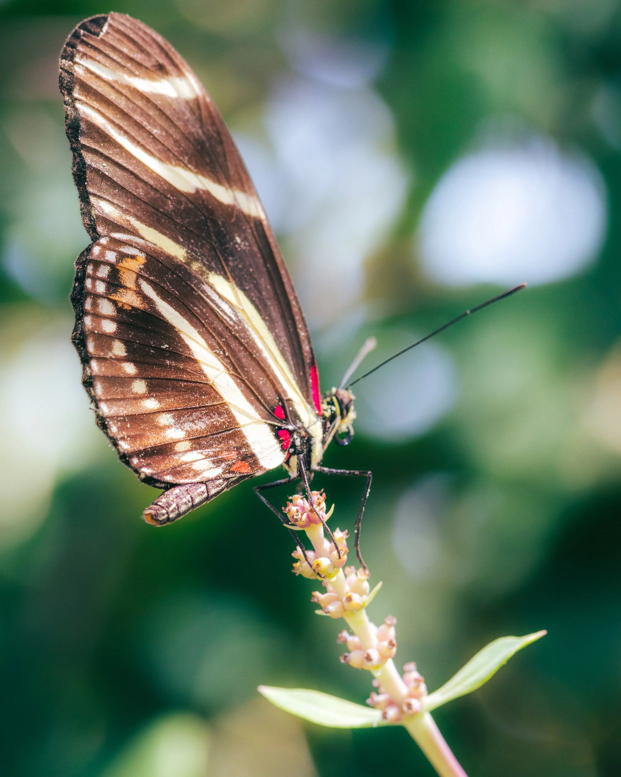 Close-up of a brown and cream butterfly perched on a plant with small pale pink flowers, with a blurred green background.