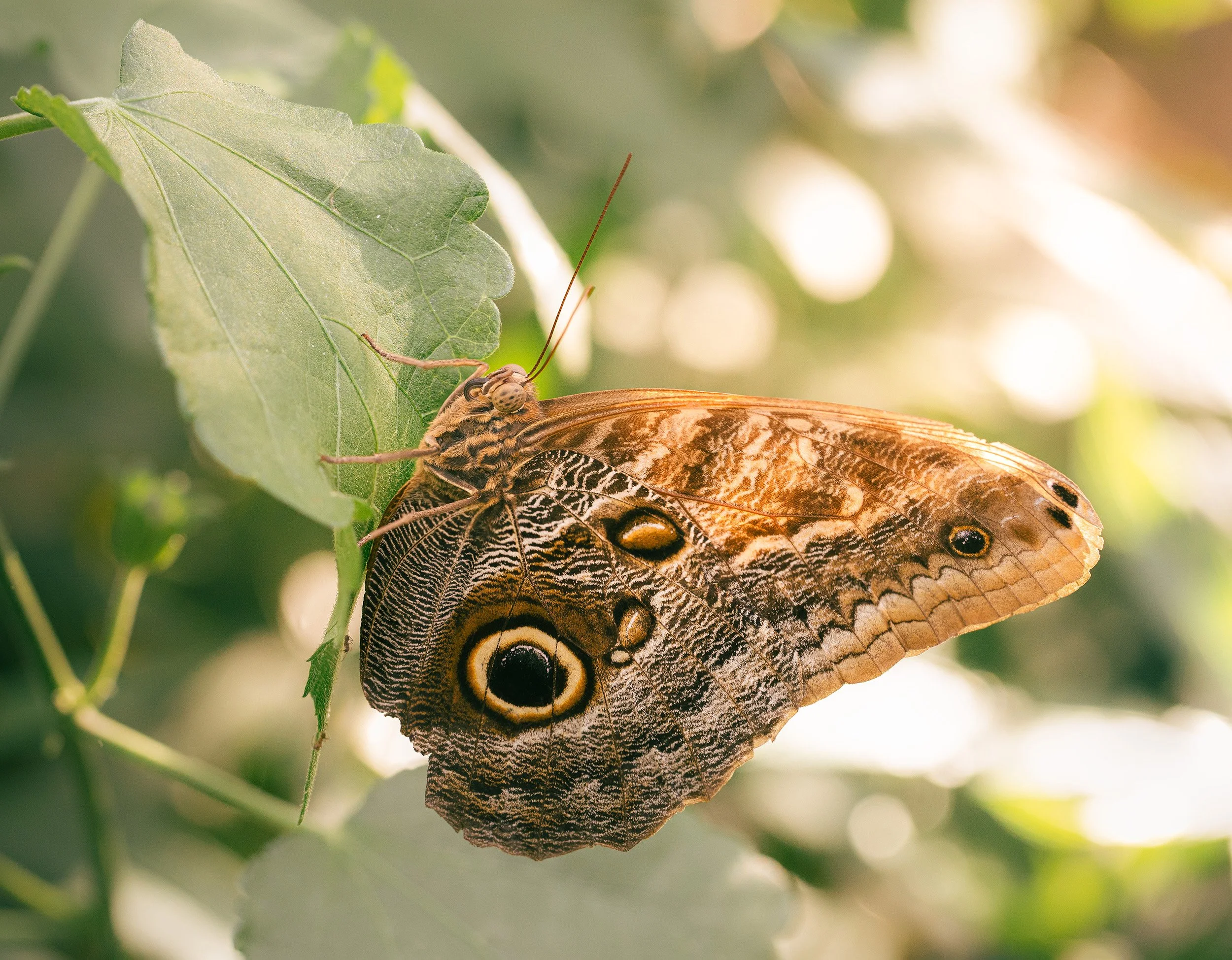 Close-up of a butterfly with brown and orange wings, featuring eye spots, perched on a green leaf in natural light.