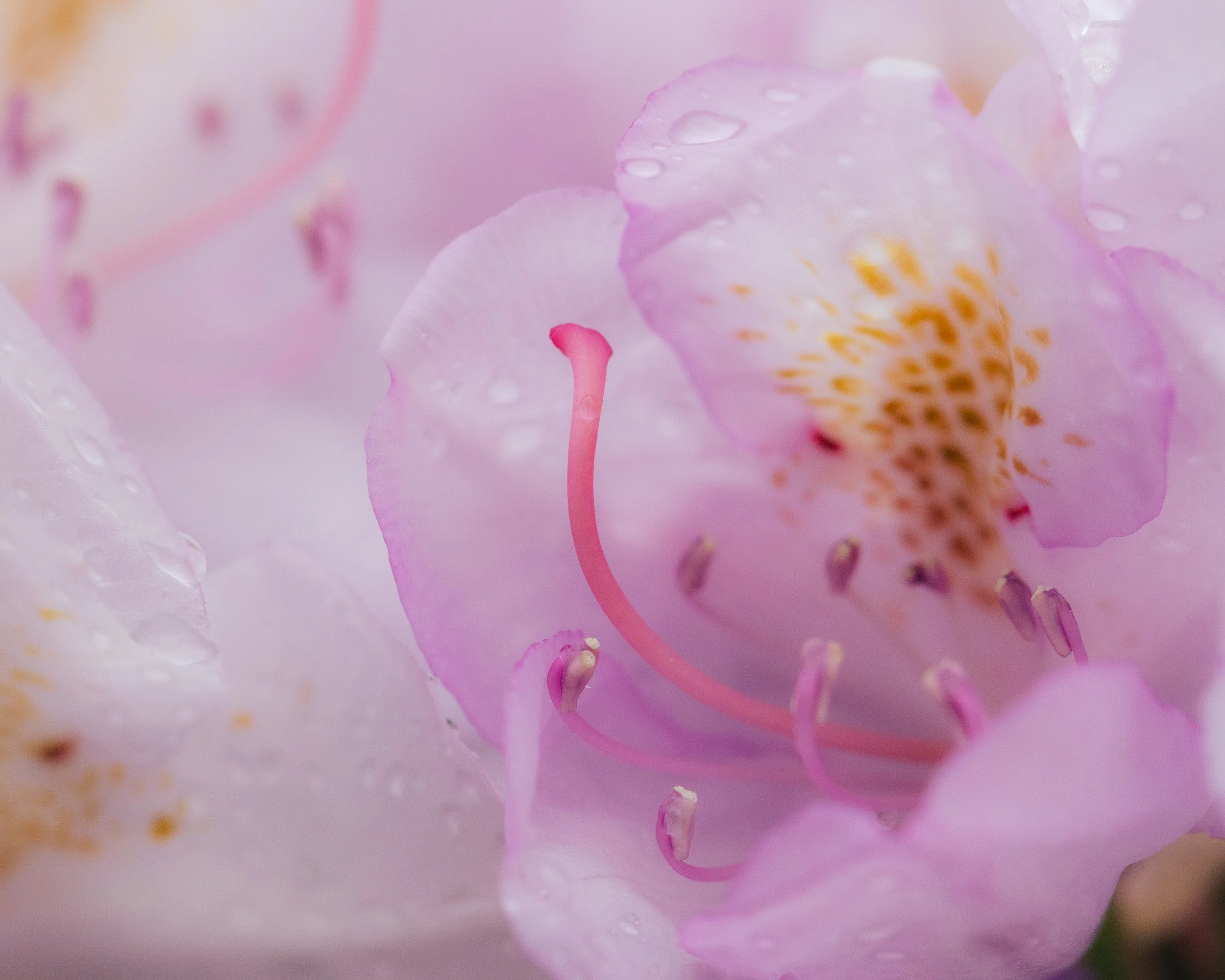 Close-up of a pink rhododendron flower with yellow and brown markings on the petals, and water droplets on the petals.