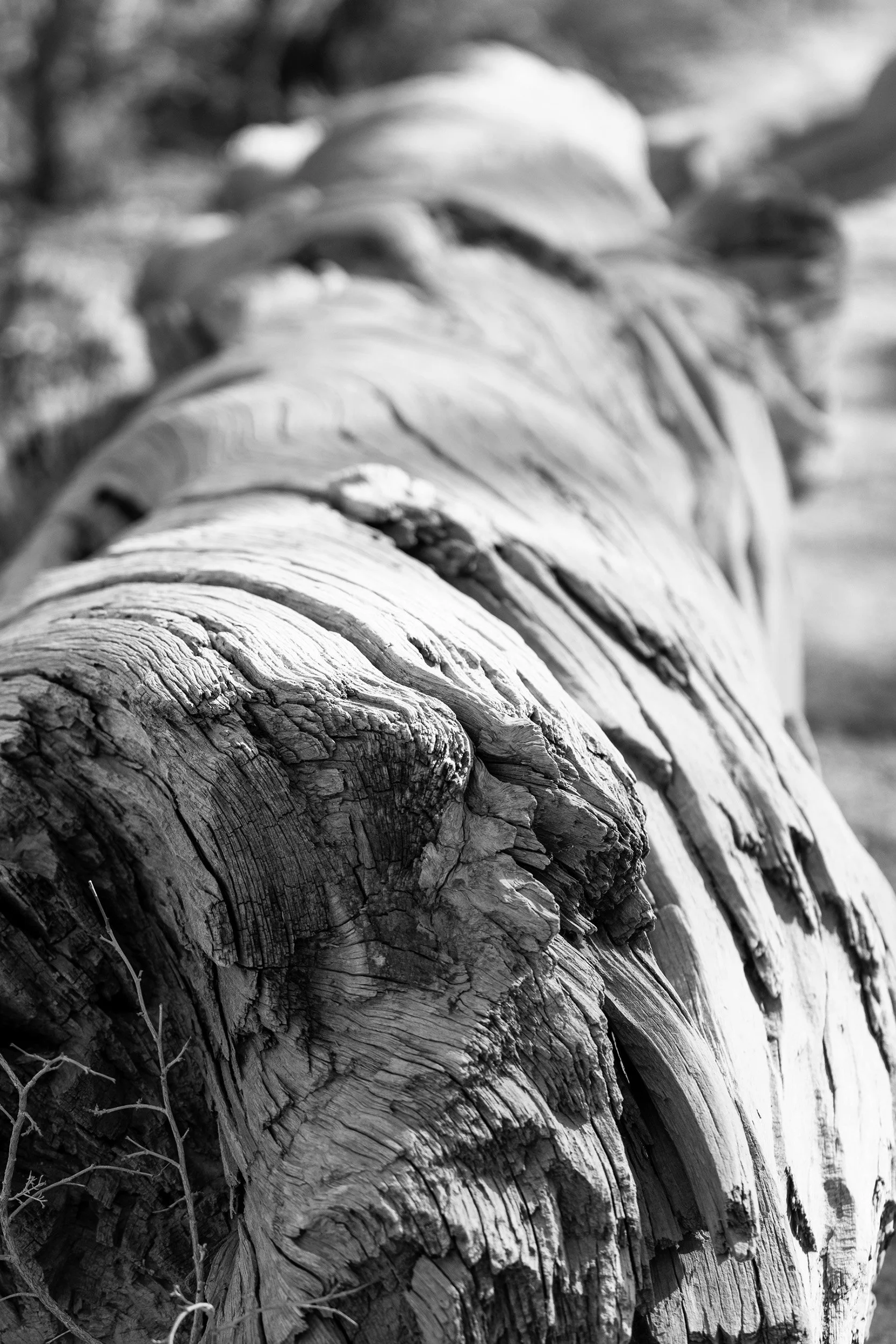 Close-up of a weathered, fallen tree trunk in black and white, showing detailed bark texture and cracks.