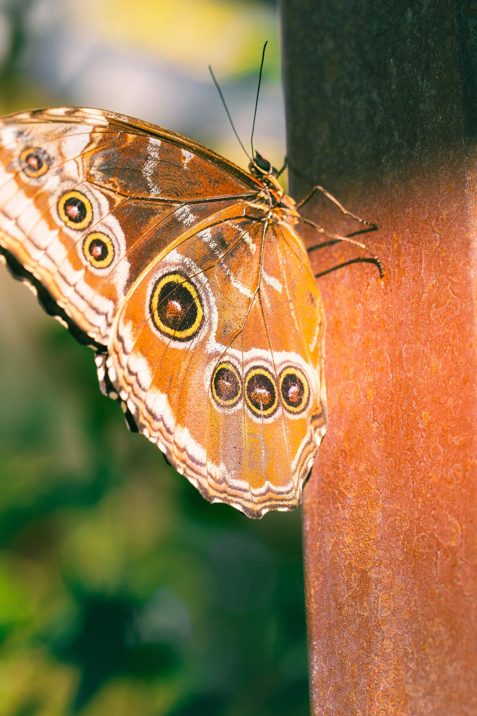 A butterfly with orange, black, and white wings, resting on a reddish-brown surface.
