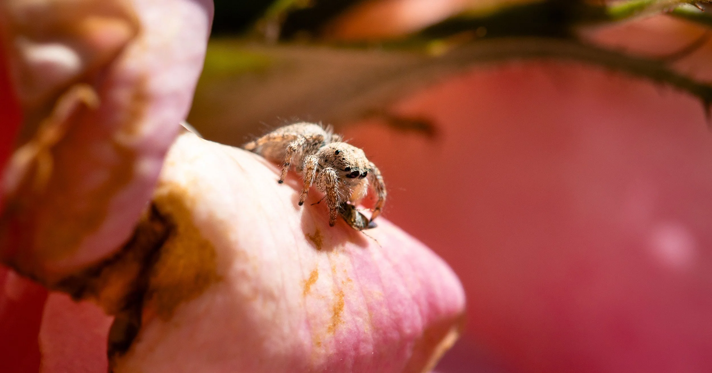 A close-up of a small jumping spider on a peach-colored fruit with a pink background.