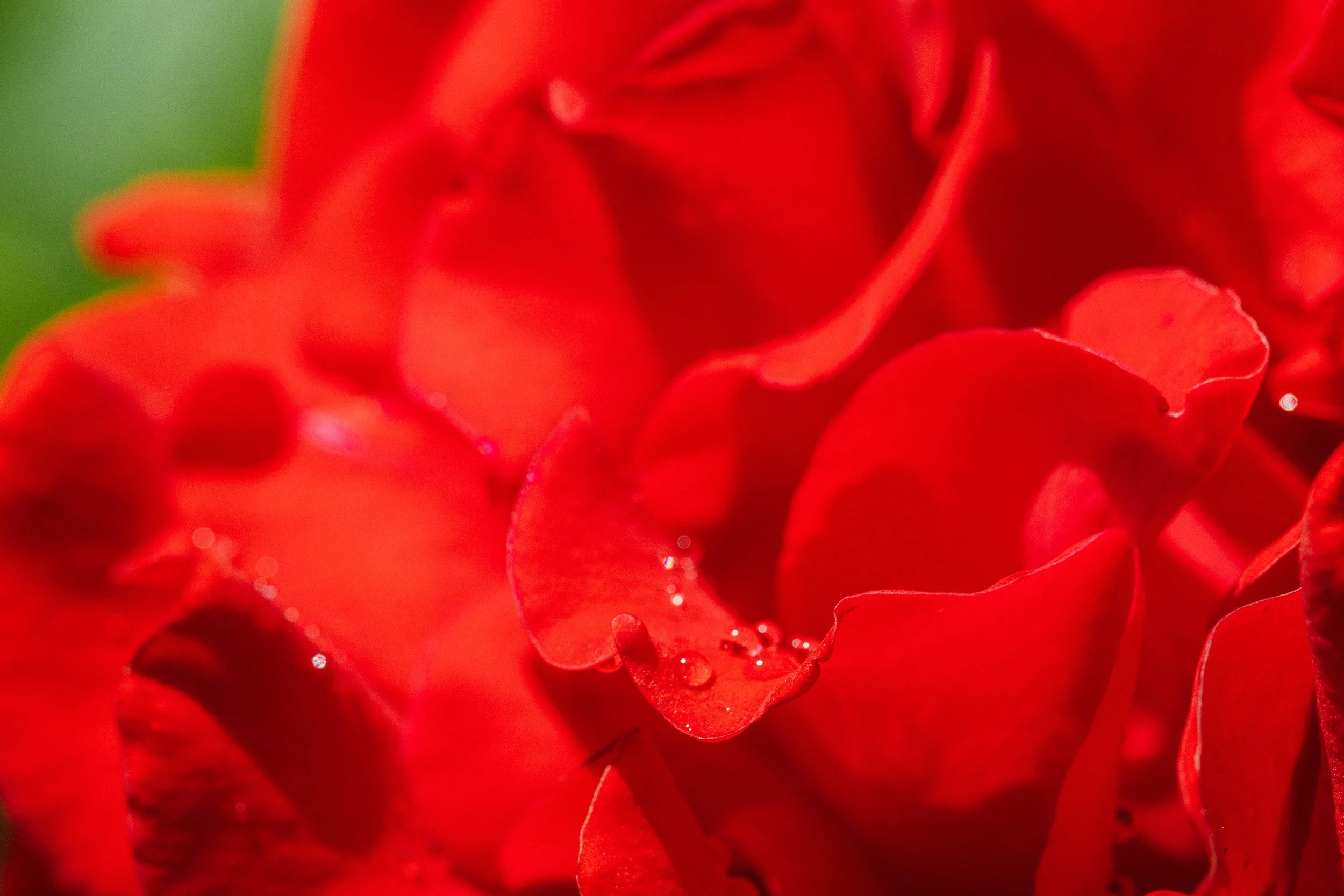 Close-up of red flower petals with water droplets.