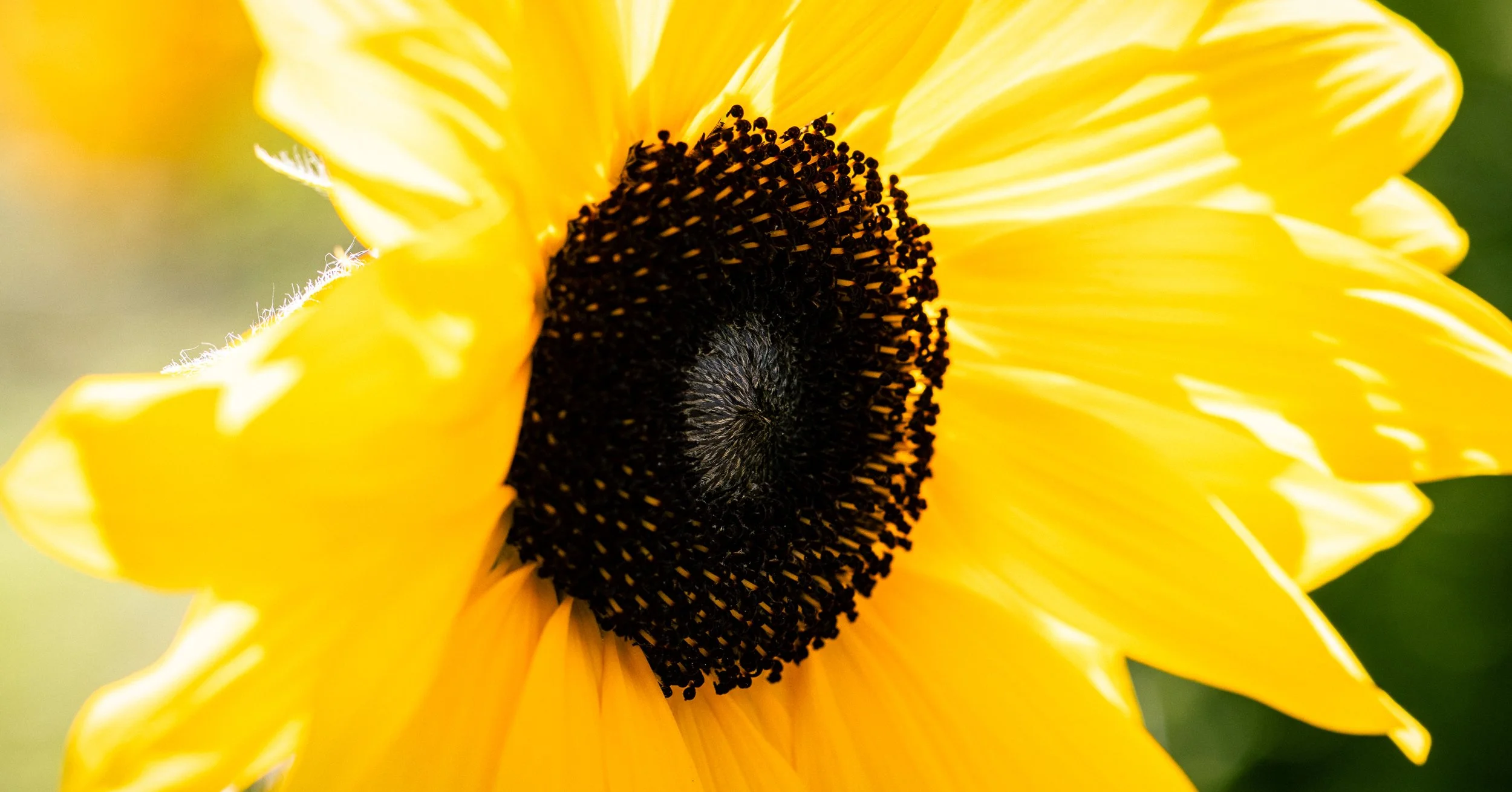 A close-up photograph showing the intricate details of the disk and bright yellow pedals of a sunflower in full bloom