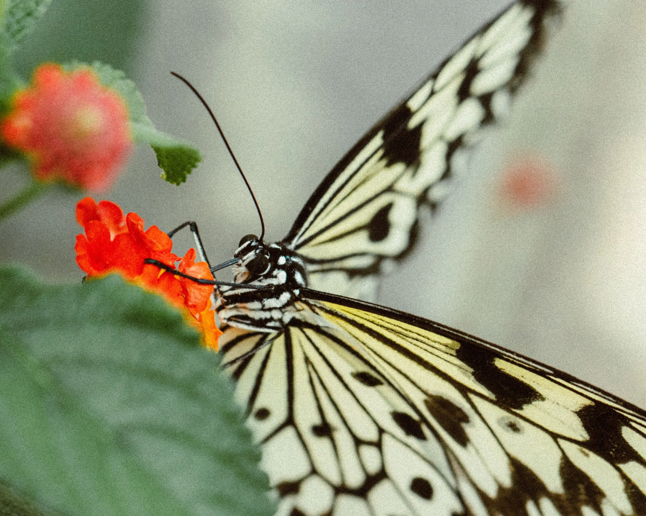 Close-up of a butterfly with black and white patterned wings collecting nectar from a small orange flower, with green leaves nearby.