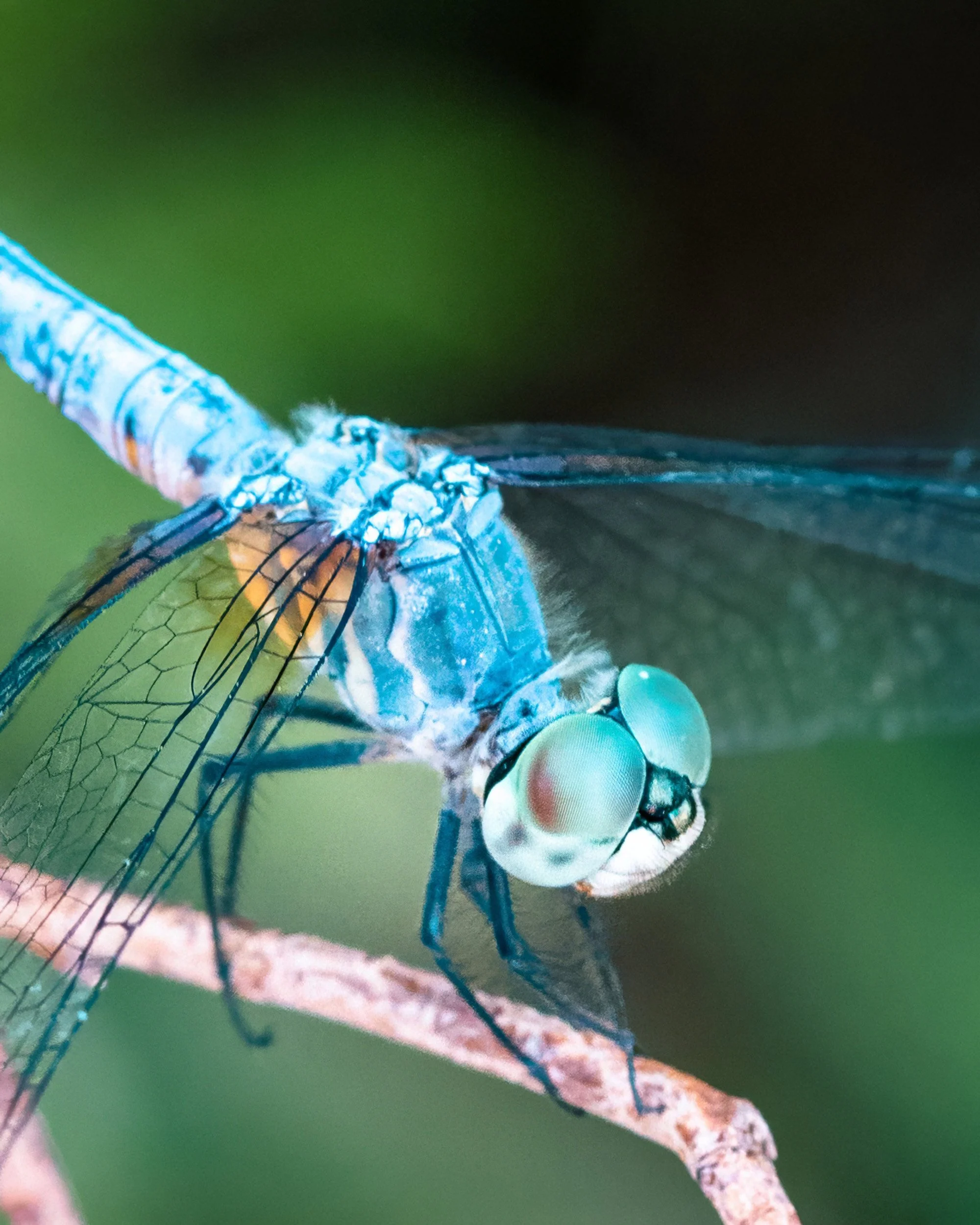 Close-up of a blue dragonfly perched on a thin branch, showing detailed wings and large green compound eyes.