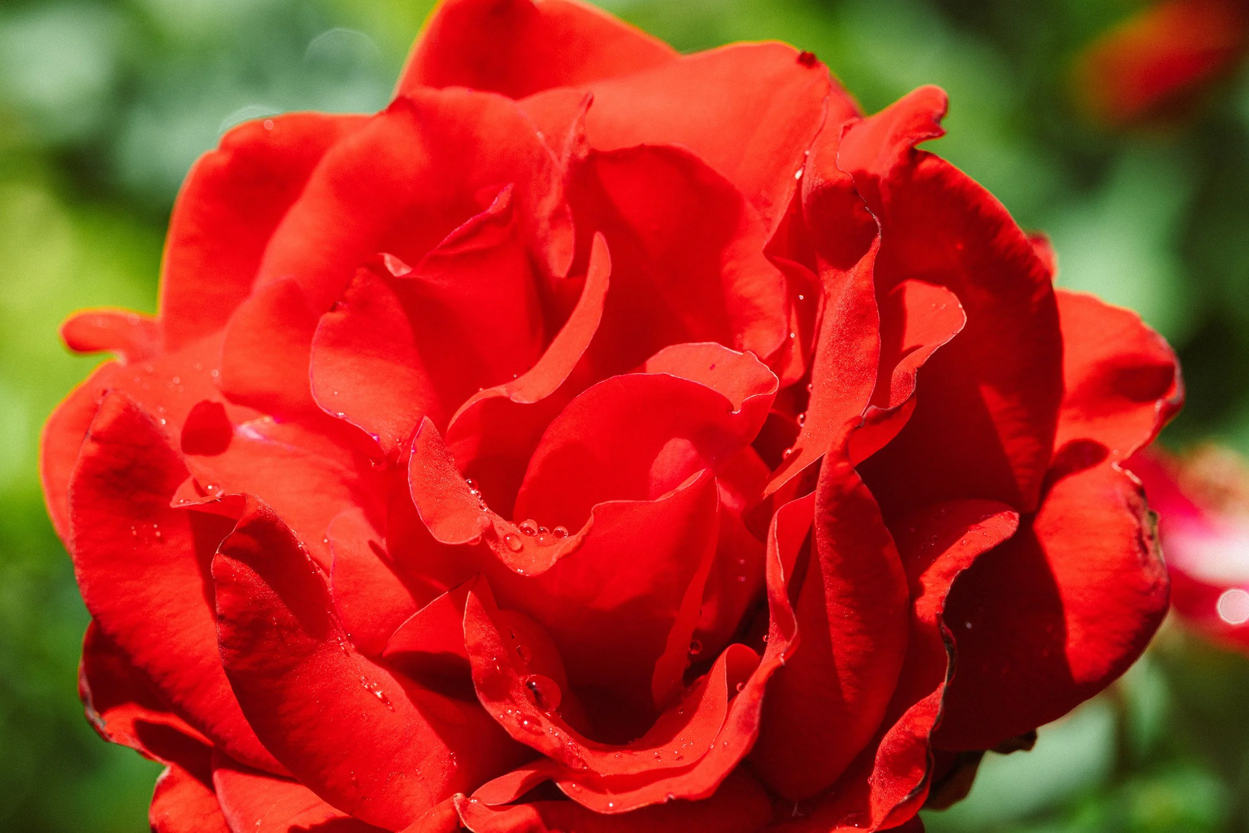 Close-up of a vibrant red rose with water droplets on its petals, against a blurred green background.