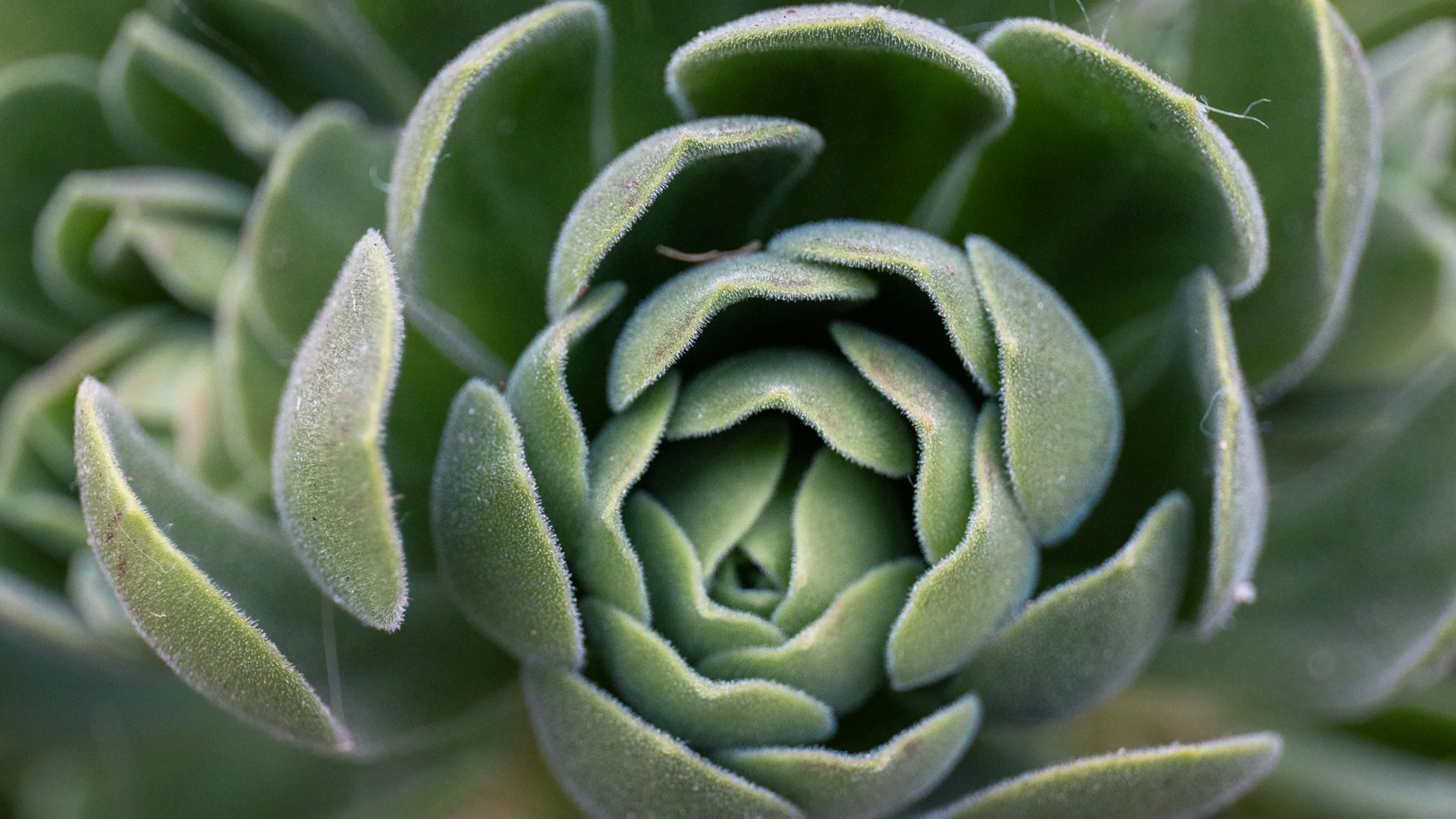 Close-up of a succulent plant with thick, green, fuzzy leaves arranged in a rosette pattern.