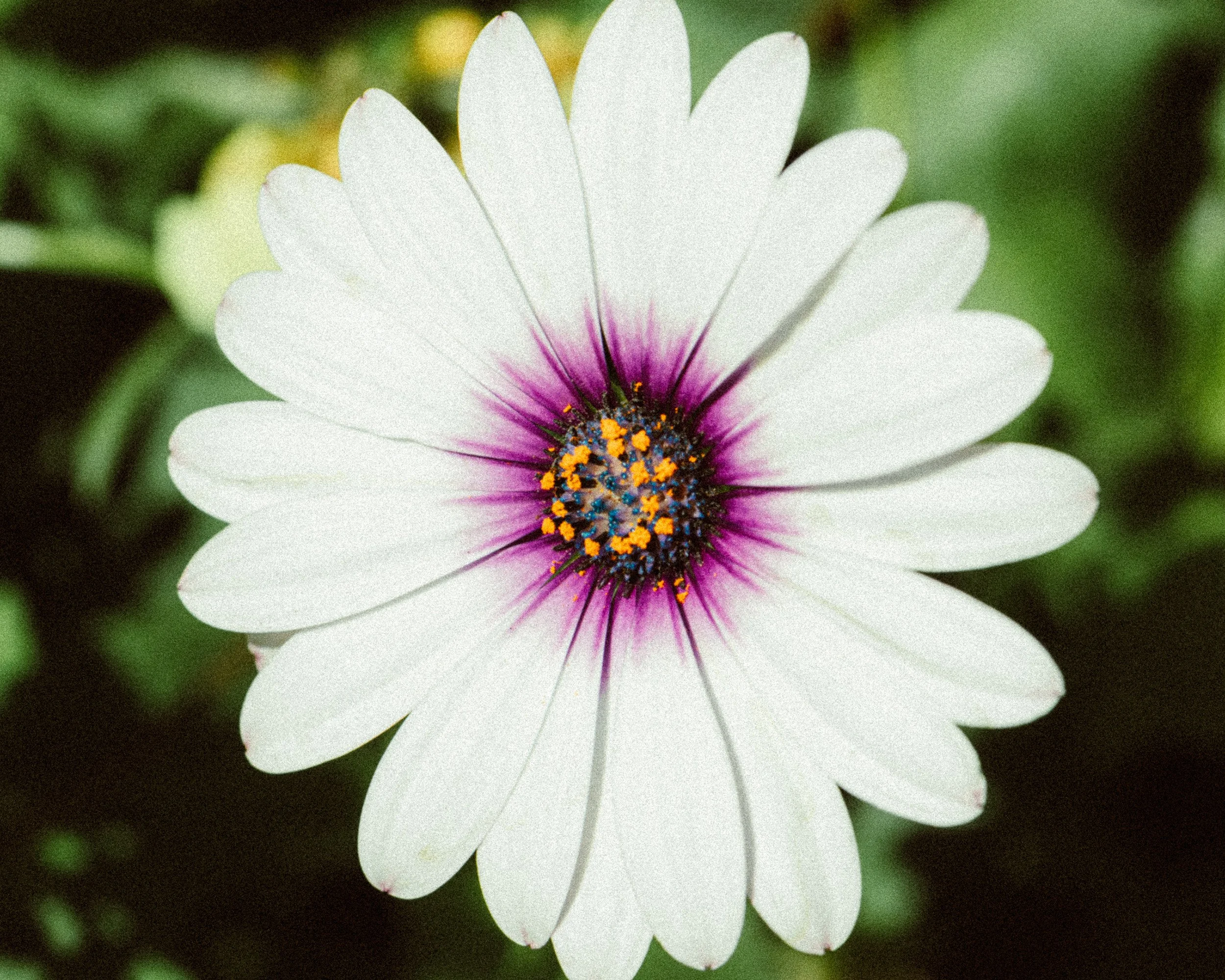 Close-up of a white flower with purple and yellow center, surrounded by green foliage.
