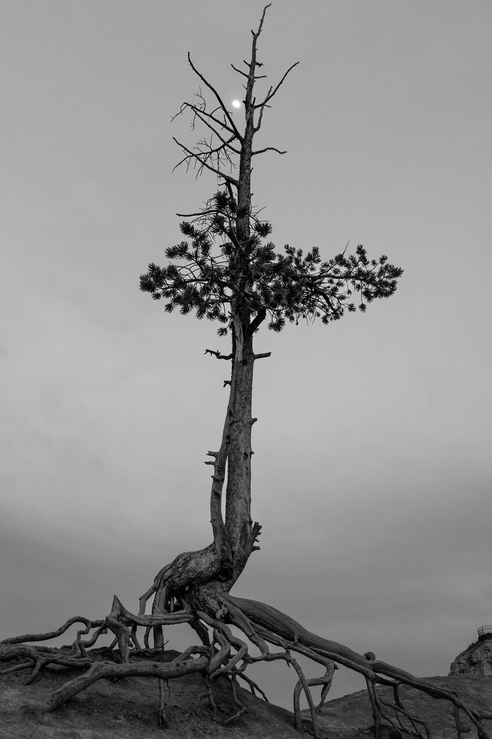 A black and white photo of a lone, weathered tree with roots exposed, standing on rocky terrain against a cloudy sky, with the moon visible in the background.