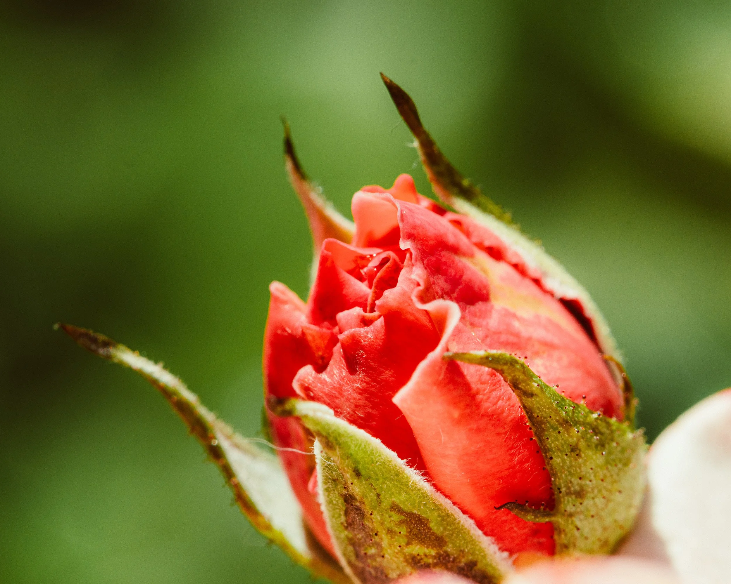A close-up of a partially opened pink rosebud with green sepals and a blurred green background.
