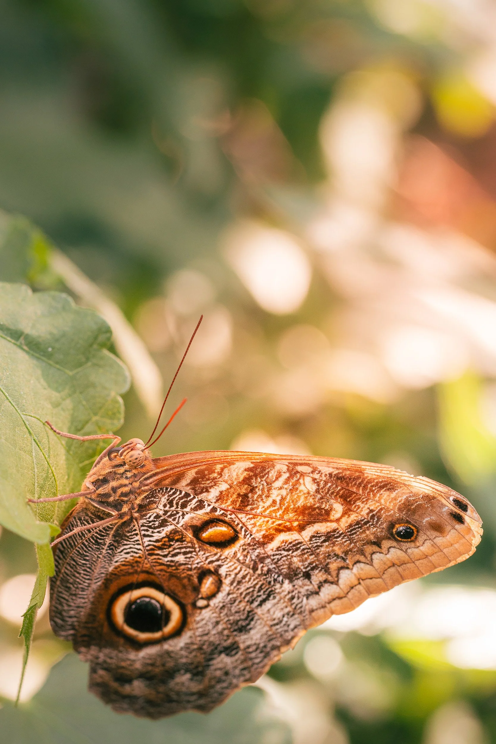 Close-up of a butterfly perched on a green leaf, with a blurred background of sunlight and foliage.