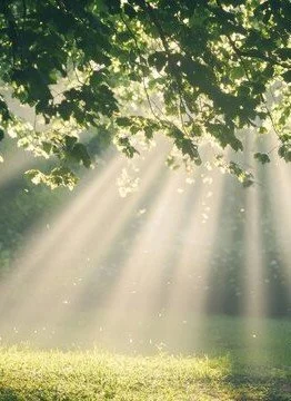 light in trees 2.jpg