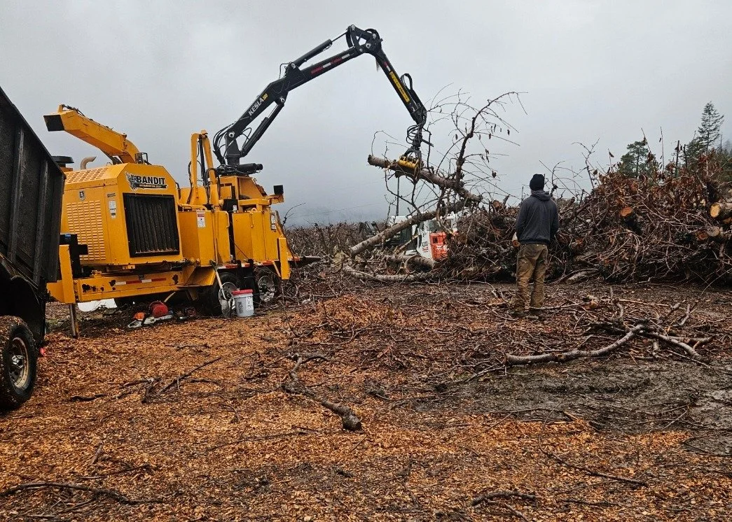 Fresh off the orchard and straight into the chipper! 🌳🍎🍒
Just spent the day turning pristine fruitwood into perfectly uniformed chips. This is the good stuff &mdash; harvested and chipped right at the source for maximum flavor.
A few hundred thous