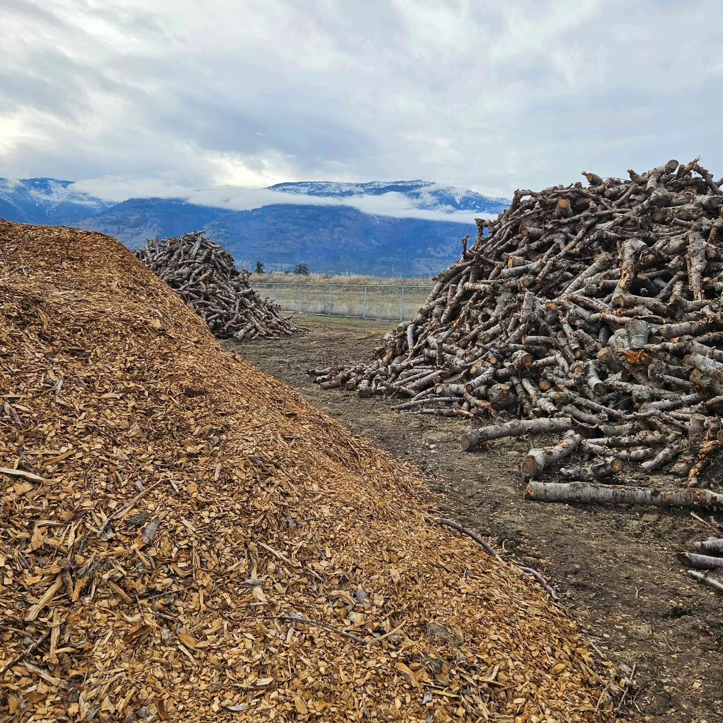 "Turning orchard 'waste' into BBQ gold! 🌲➡️🍖
Those piles? That's cherry and fruit tree branches from local Okanagan prunings&mdash;materials that would otherwise be discarded. At Woodgate Pellets, we mill them into pure, additive-free smoker p