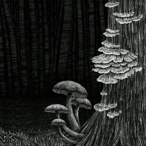 Black and white illustration of a forest scene with mushrooms growing on a tree trunk and on the forest floor. Animated gif shows white a ghost slowly float into frame from the right and exit the image on the left.