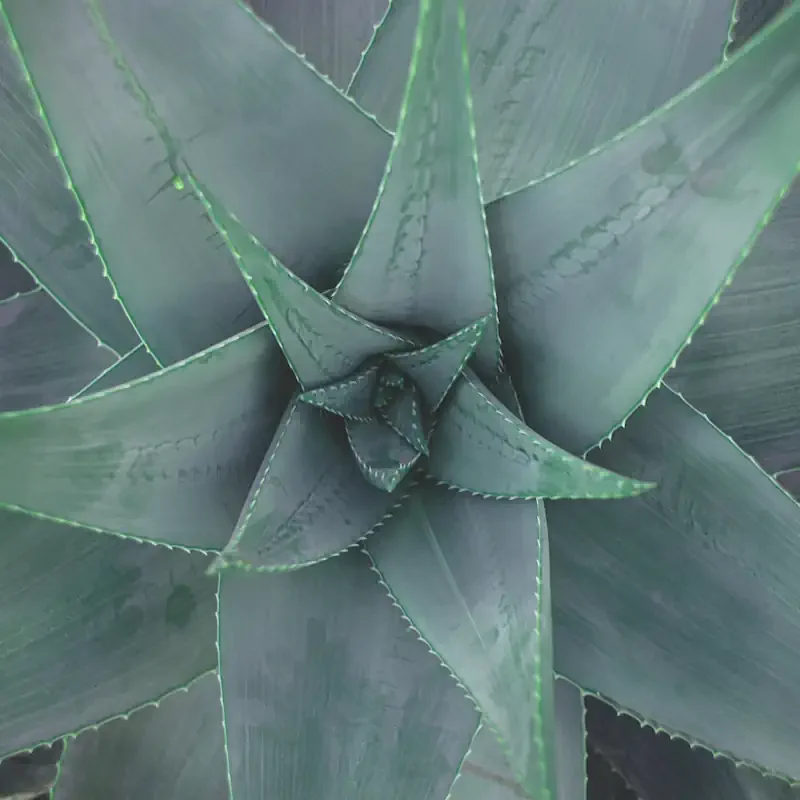 Close-up of an agave plant with thick, pointed, succulent leaves edged with small spines.
