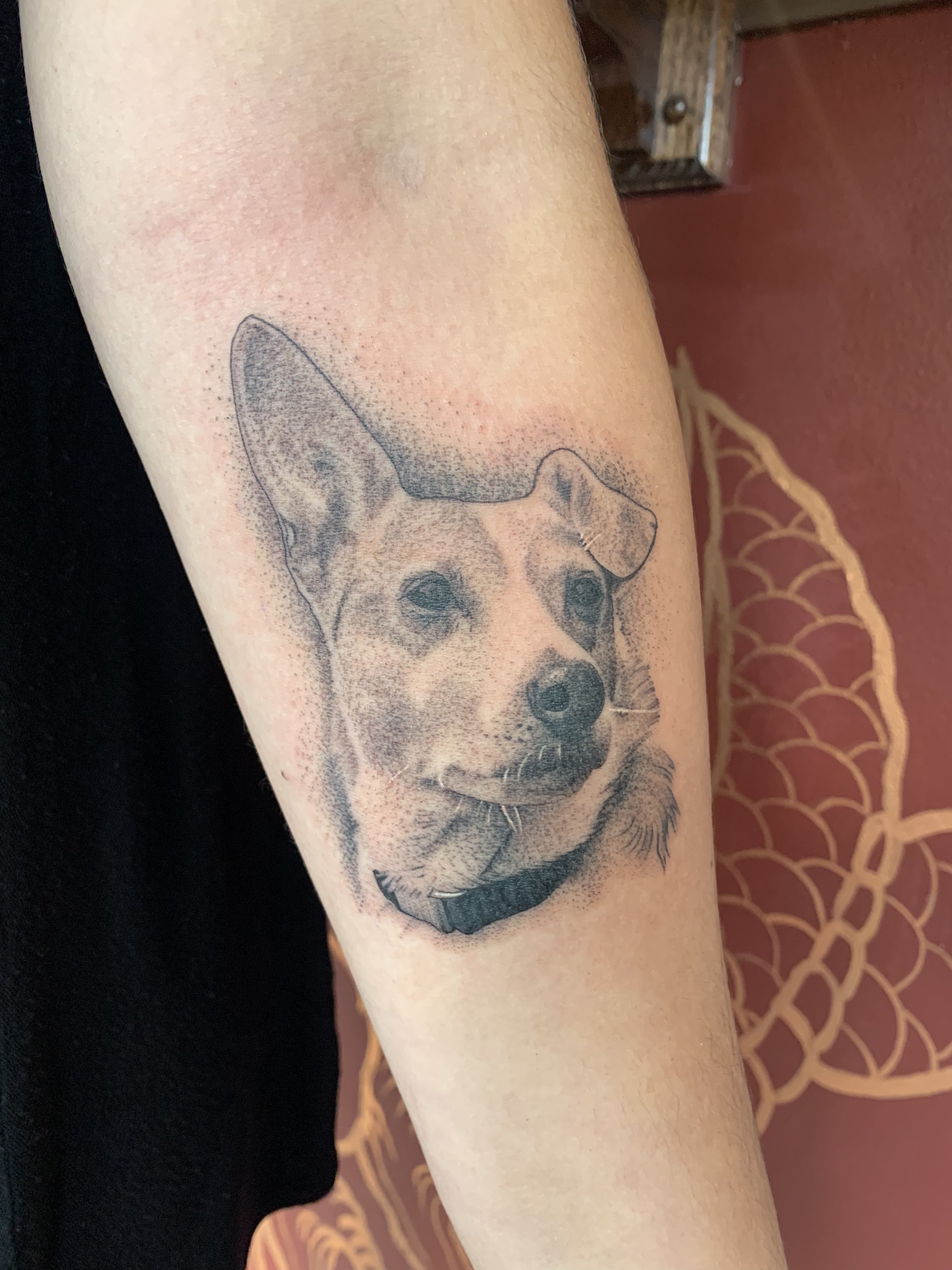 Tattoo of a dog's face on a person's arm. The dog appears to be a breed with large, pointed ears, like a corgi or similar breed, depicted in detailed black ink with shading and dot work.