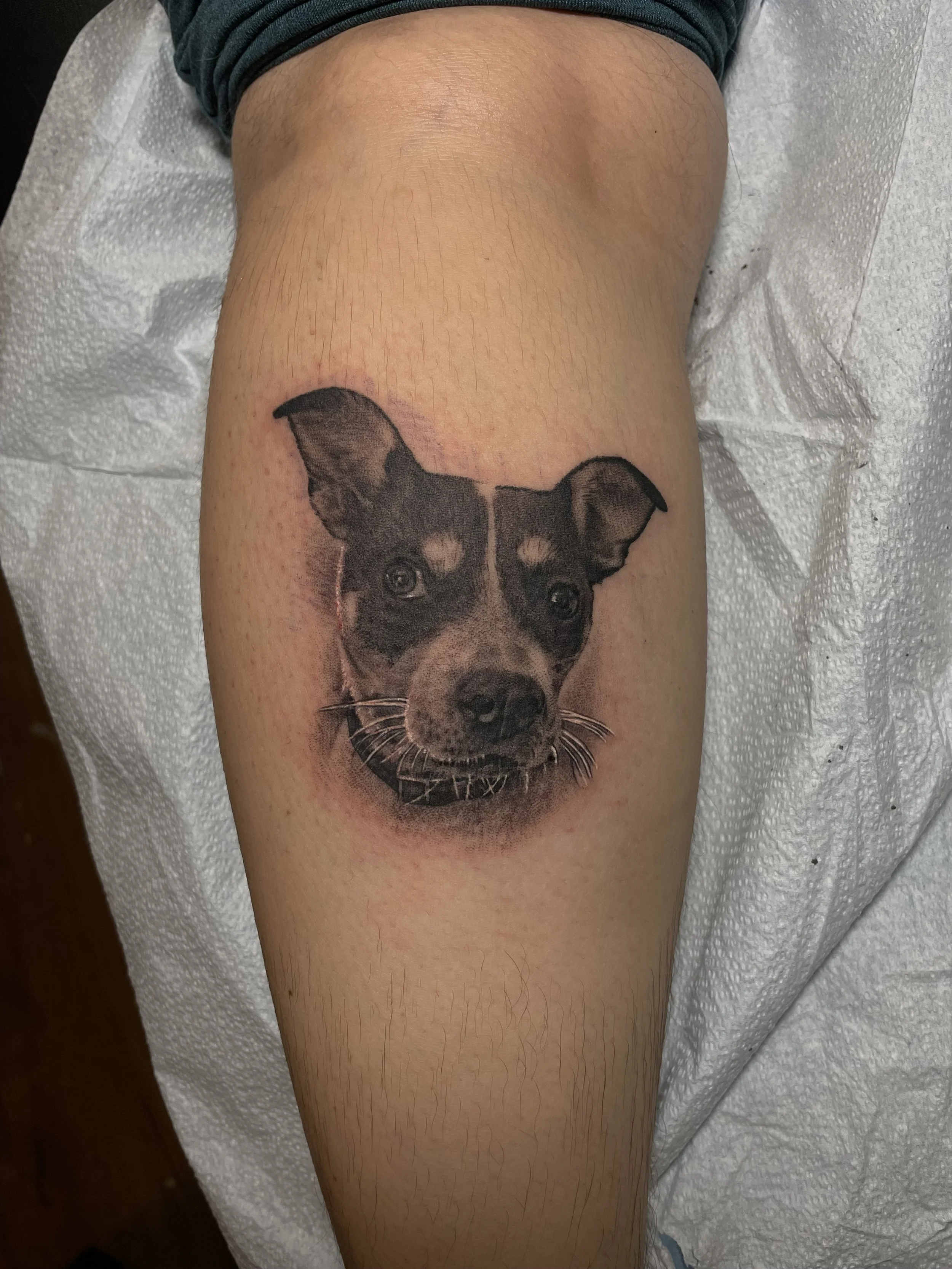Freshly tattooed realistic black and gray dog portrait on person's thigh, with a background of white paper towel.