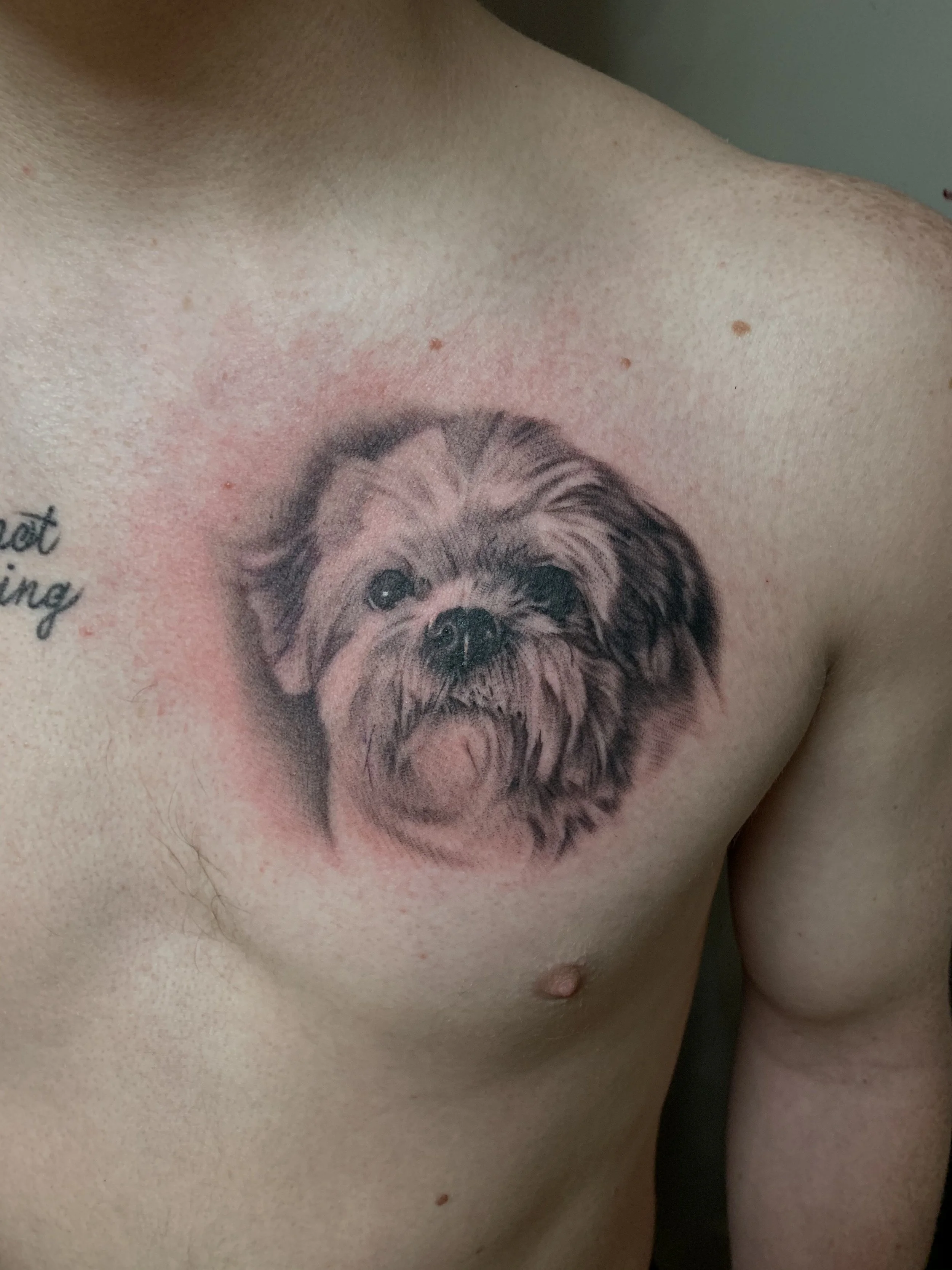 Tattoo of a Shih Tzu dog on a person's chest.