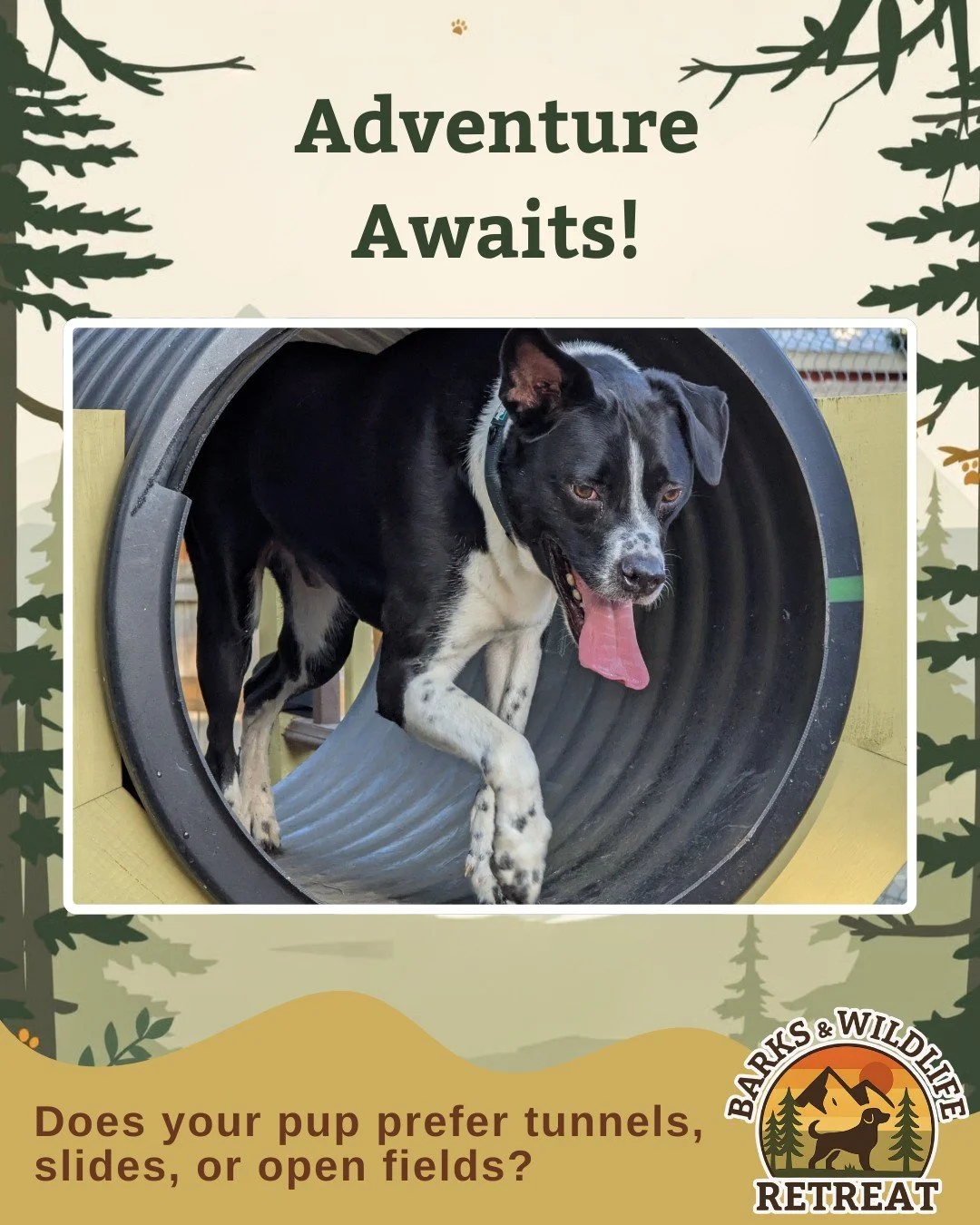 Choose Your Own Adventure 🐾
Tunnel crawler? Slide slider? Field runner? Whatever your pup&rsquo;s style, we&rsquo;ve got it covered.

🐶 Tell us their fave in the comments!

#DoggyAdventures #TailWagTales #PawsAndPlaytime #DogDaycareFun #HappyTails