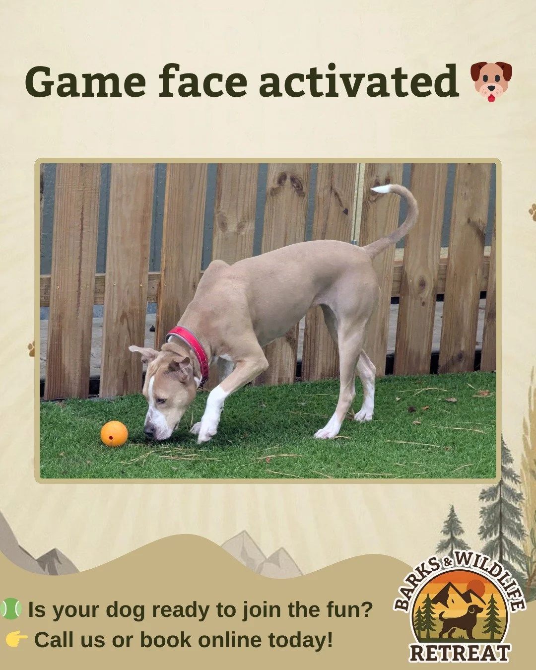 When your pup&rsquo;s got laser focus on fun, we&rsquo;re here to deliver nonstop excitement.
From fetch to full-out zoomies, there&rsquo;s never a dull moment in our play yards!

📲 Call now or book online, spots fill fast!

#FetchModeActivated #Dog