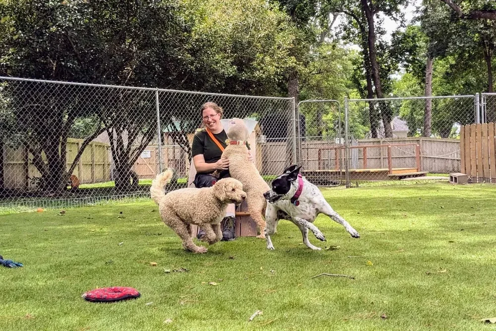 Bark Ranger playing with happy dogs in the daycare yard at Barks & Wildlife Retreat