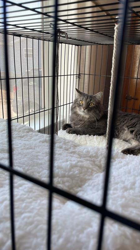 Tabby cat relaxing on soft bedding in a cat condo