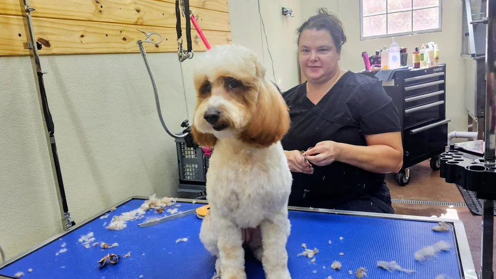 Groomer with a freshly groomed doodle at Barks & Wildlife Retreat
