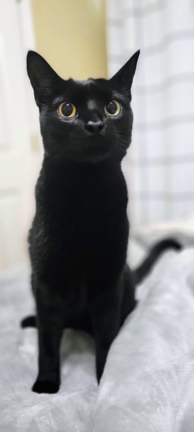 Black cat sitting calmly in the cat room