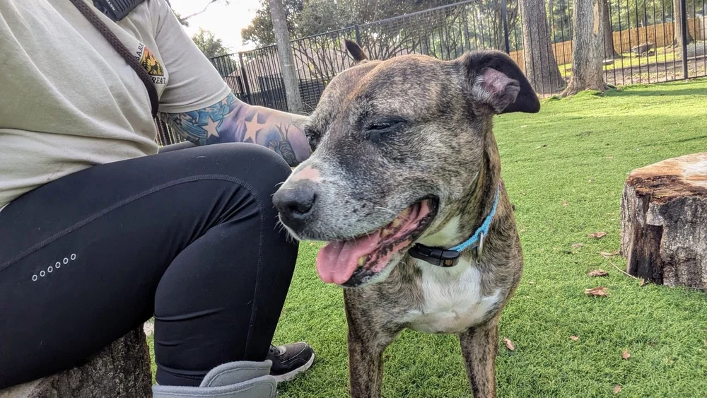Senior brindle pit mix relaxing beside a Bark Ranger in the Spring, TX play yard